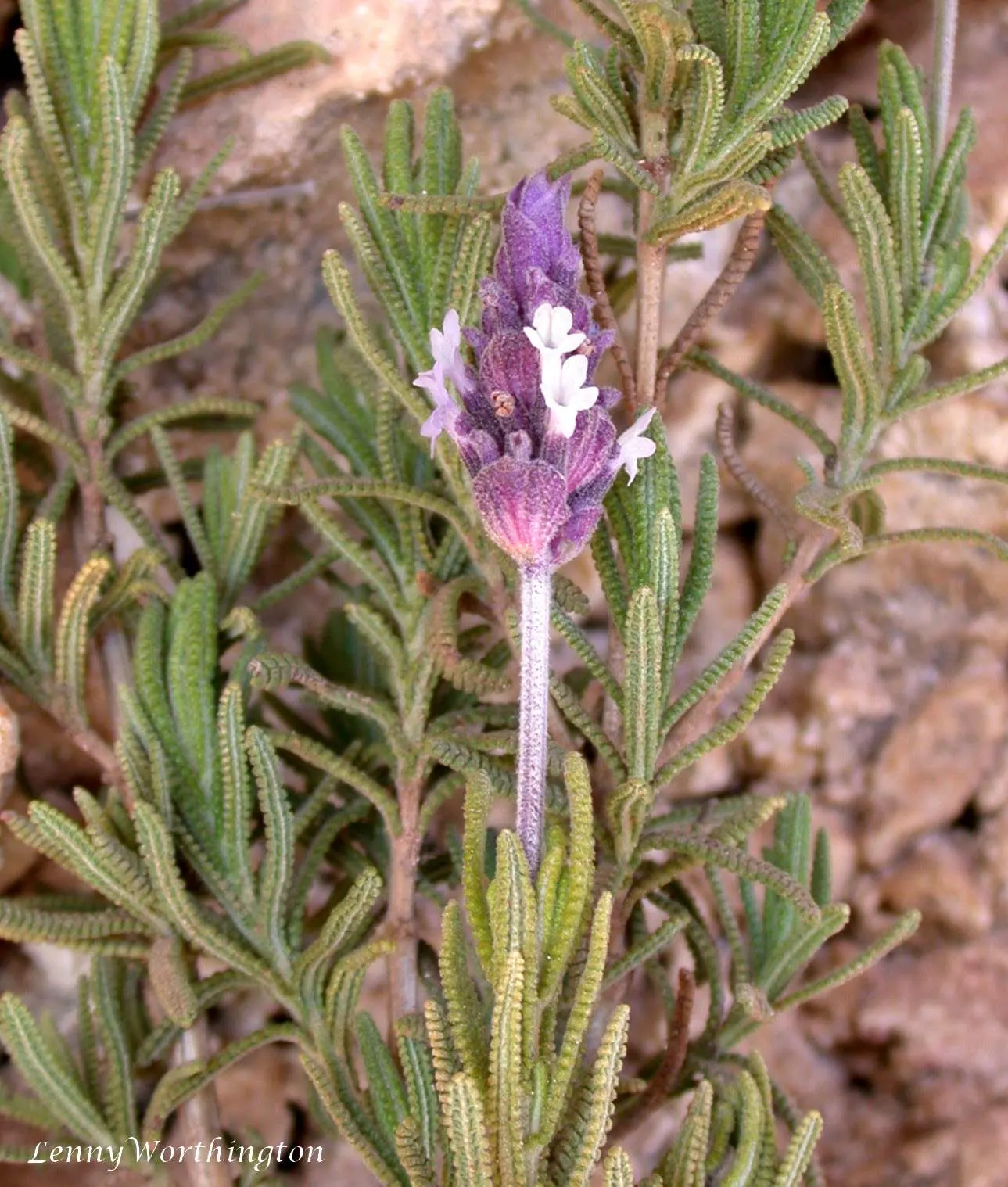 French Lavender (Lavandula Dentata) — The flowers stand roughly 8 to 12 inches above the foliage; ideal for borders and aromatic gardens, it reaches 24-36