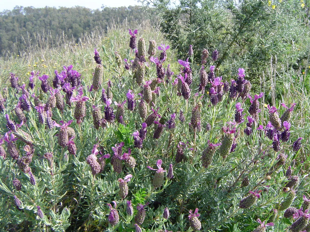 French Lavender (Lavandula Dentata) — Ideal for borders and aromatic gardens, it reaches 24-36 inches in height with a similar spread; and a, image 95