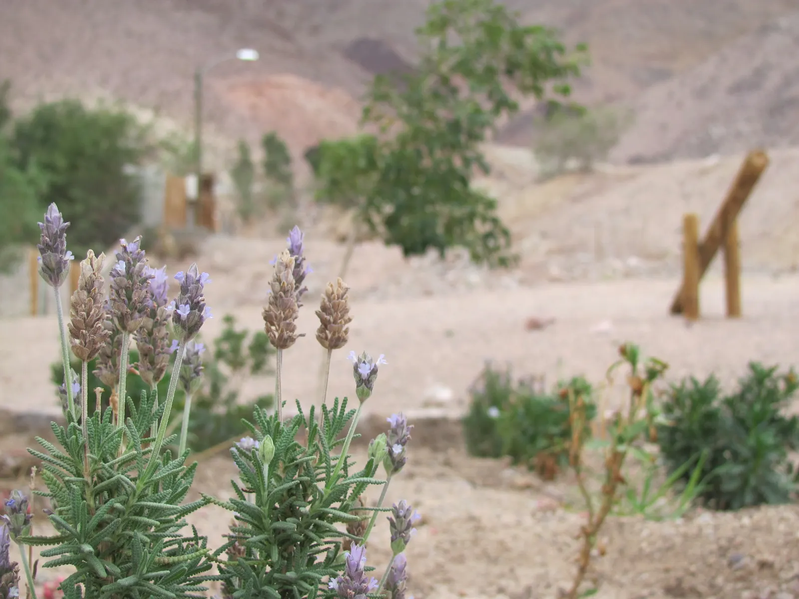 French Lavender (Lavandula Dentata) — Ideal for borders and aromatic gardens, it reaches 24-36 inches in height with a similar spread; and a spacing of 18 to