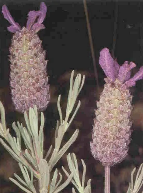 French Lavender (Lavandula Dentata) — It typically reaches a mature height of about 24 to 36 inches with a similar spread; lavender flowers in the, image 125