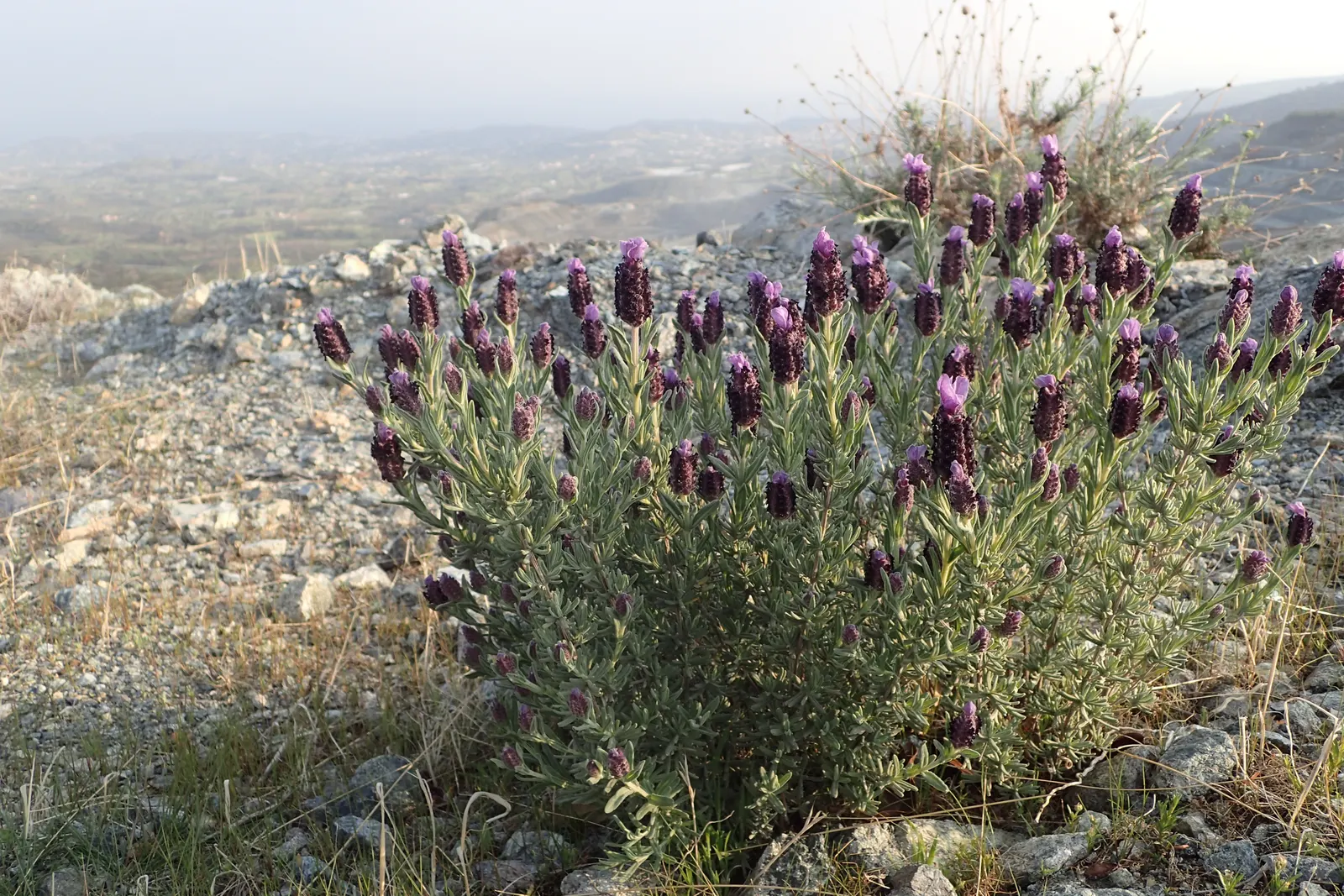 French Lavender (Lavandula Dentata) — It typically reaches a mature height of about 24 to 36 inches with a similar spread; lavender flowers in the, image 102