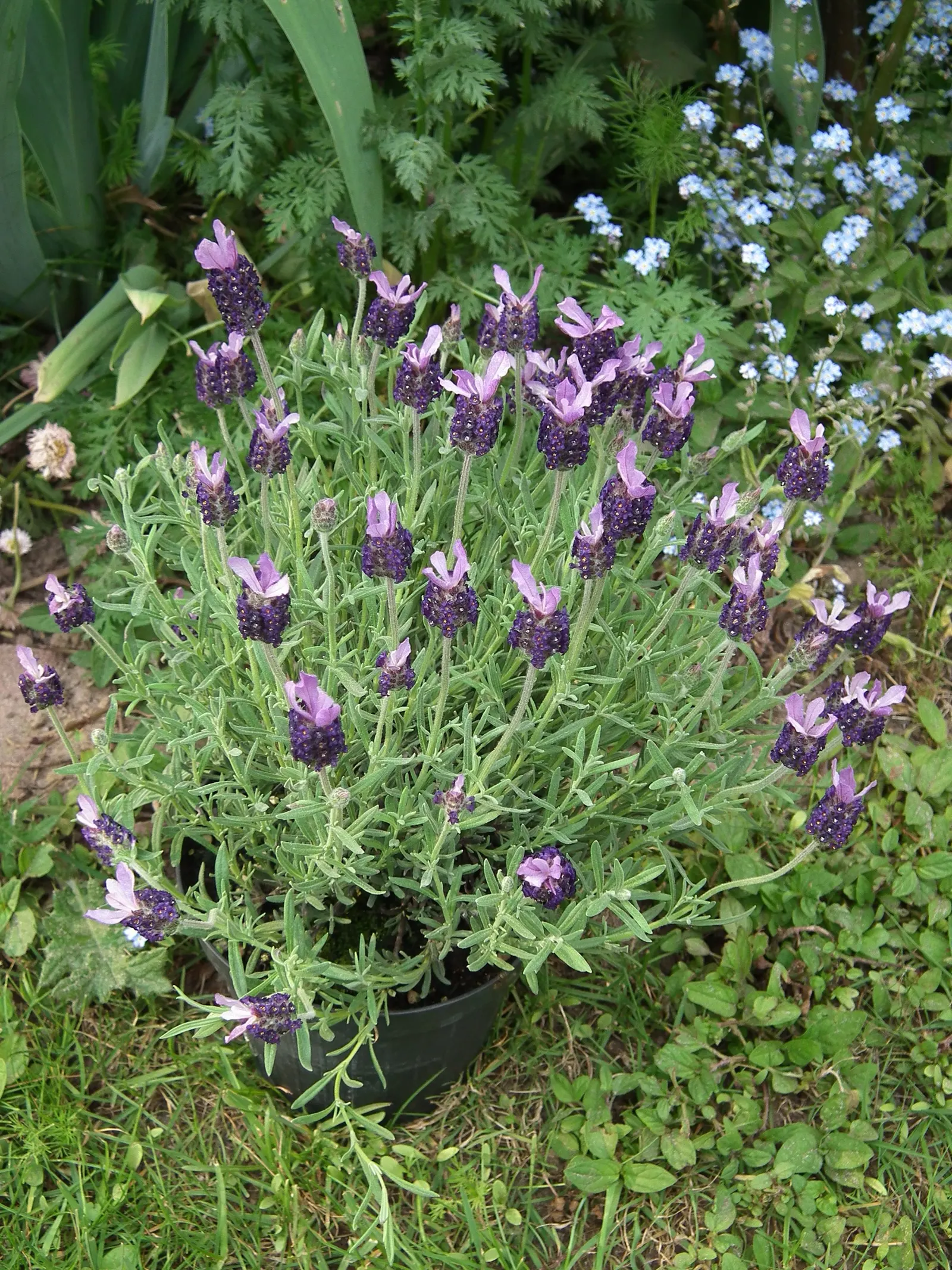 French Lavender (Lavandula Dentata) — lavender flowers in the garden; space plants 12-18 inches apart for optimal growth and air circulation, image 113