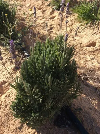 French Lavender (Lavandula Dentata) — Thrives in full sun and well-drained soil; drought-tolerant once established; serrated foliage and showy