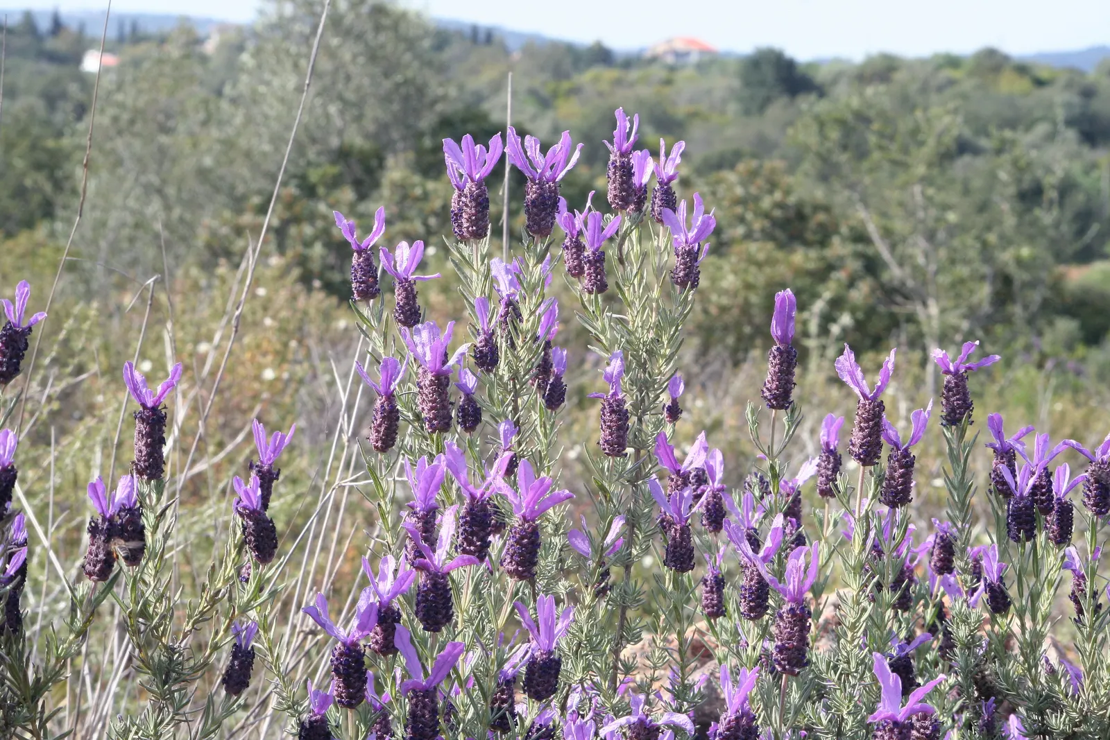 French Lavender (Lavandula Dentata) — Blooms from late spring to early fall, attracting bees and butterflies; this lavender species thrives in USDA, image 97