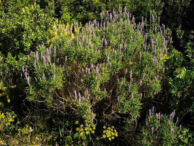 French Lavender (Lavandula Dentata) — herb / perennial with lavender blooms