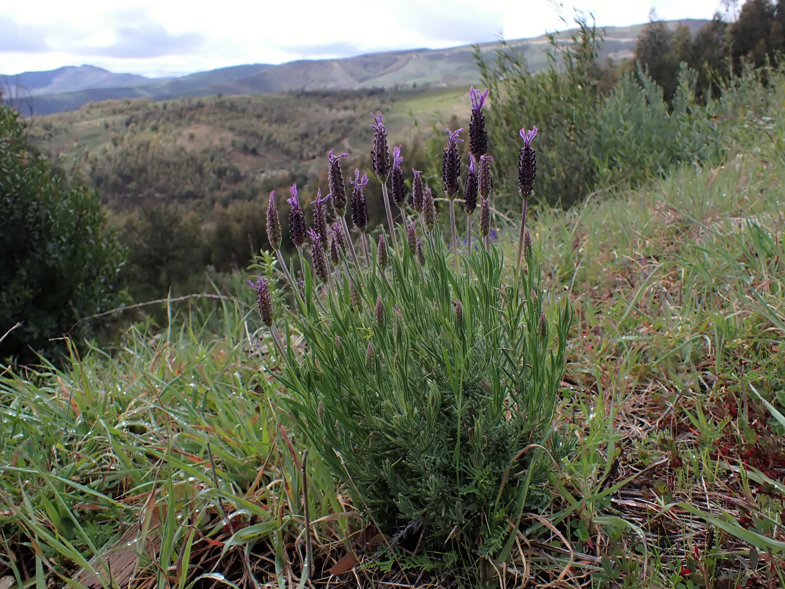 French Lavender (Lavandula Dentata) — while also deterring deer and rabbits.<br><br>For optimal growth; well-draining soil is essential, image 85