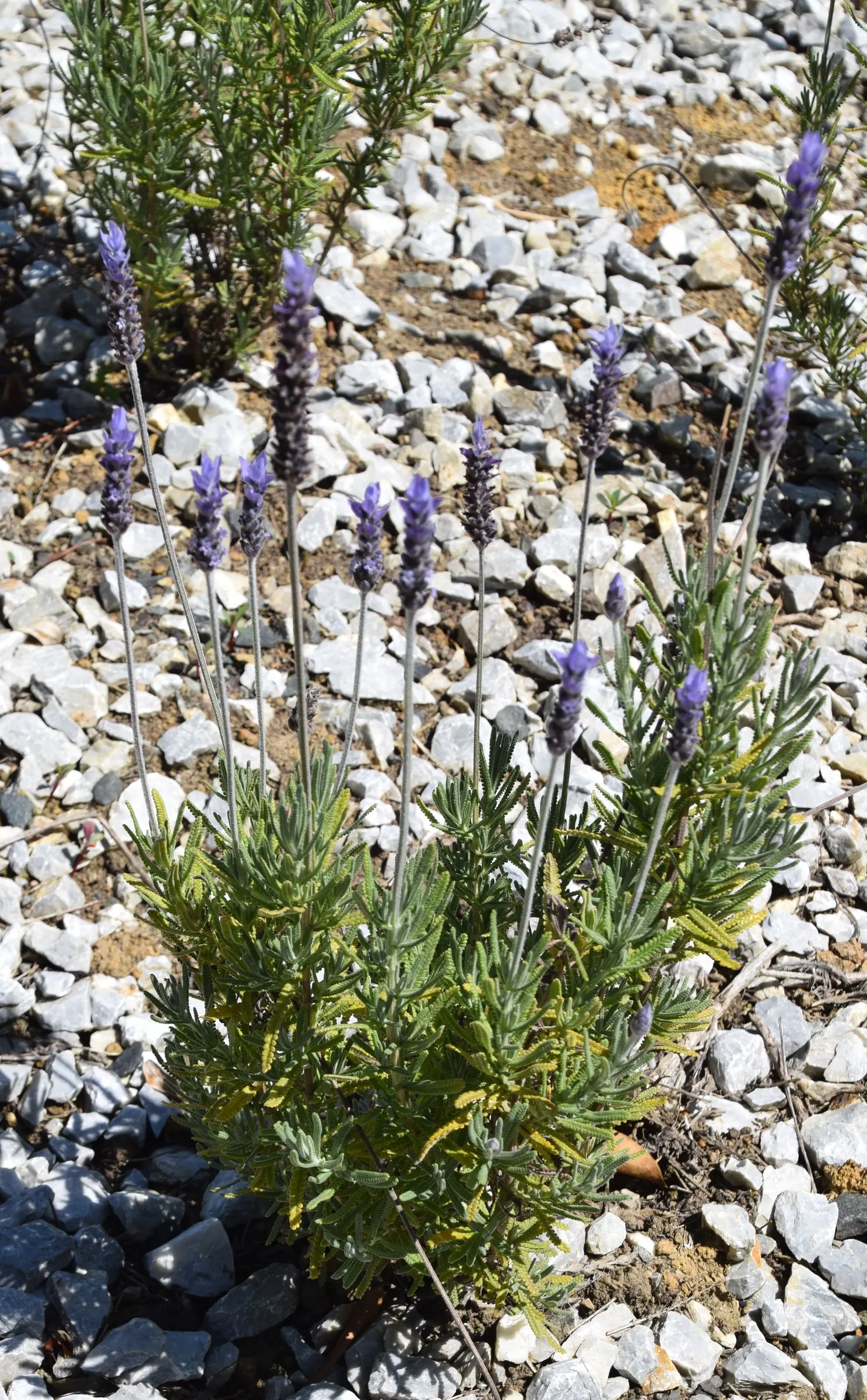 French Lavender (Lavandula Dentata) — and a spacing of 18 to 24 inches between plants is recommended to ensure ample air circulation
