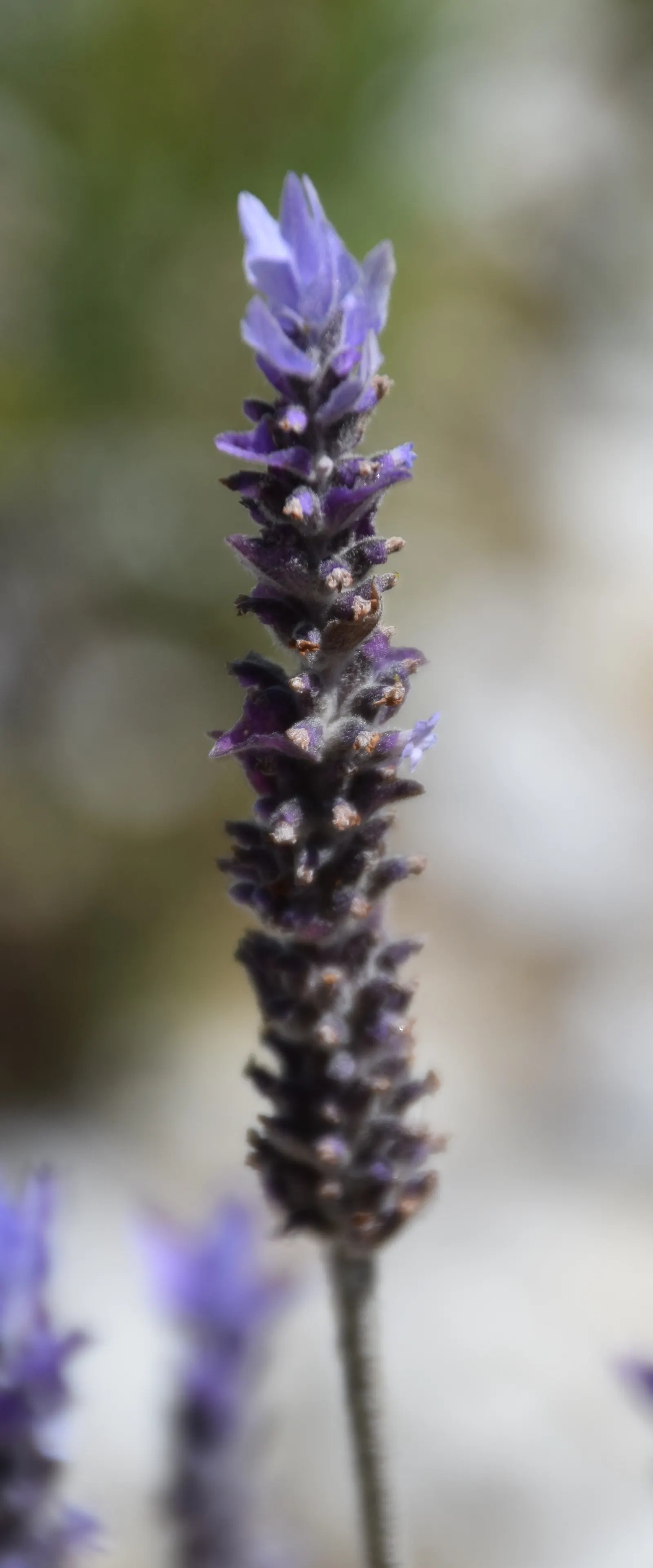 French Lavender (Lavandula Dentata) — The flowers stand roughly 8 to 12 inches above the foliage