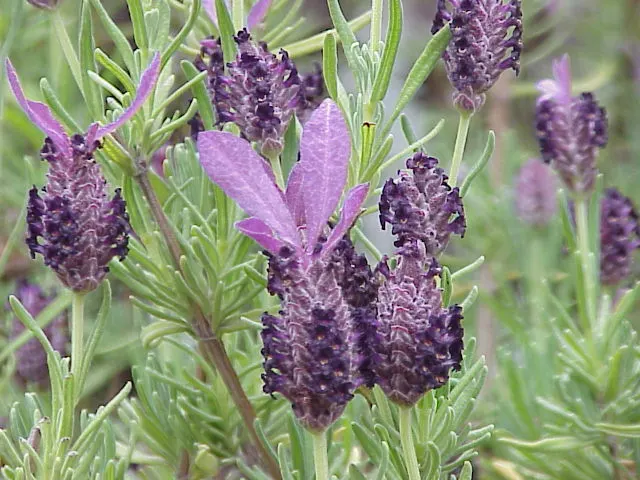 French Lavender (Lavandula Dentata) — making it an ideal choice for borders; blooms from late spring to early fall, attracting bees and butterflies, image 103