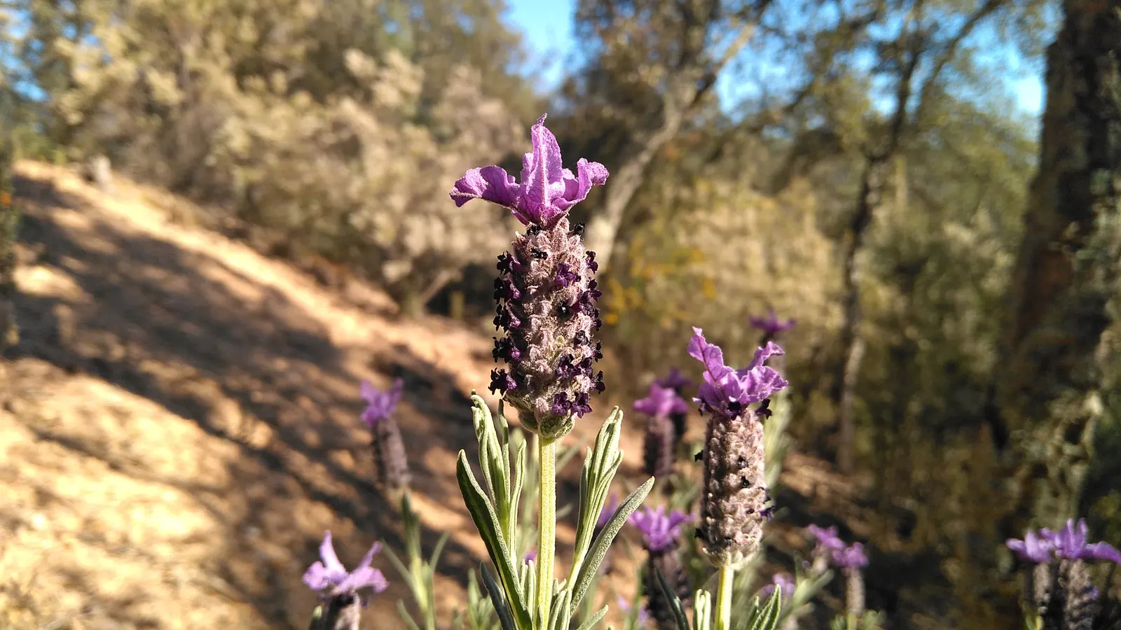 French Lavender (Lavandula Dentata) — herb / perennial for full or half; providing lasting beauty with its evergreen foliage and season-long blooms, image 92