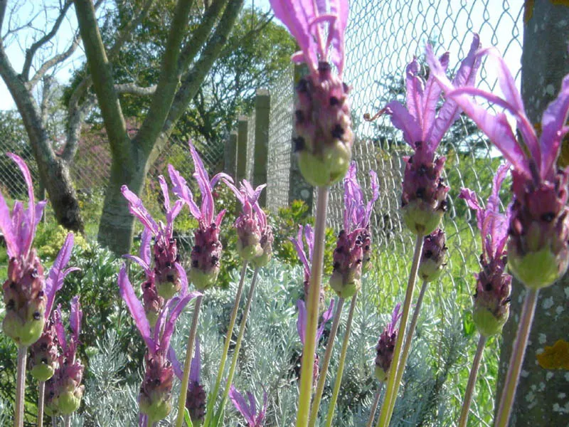 French Lavender (Lavandula Dentata) — French Lavender (Lavandula dentata) is a fragrant perennial prized for its gray-green; thrives in full sun and, image 116