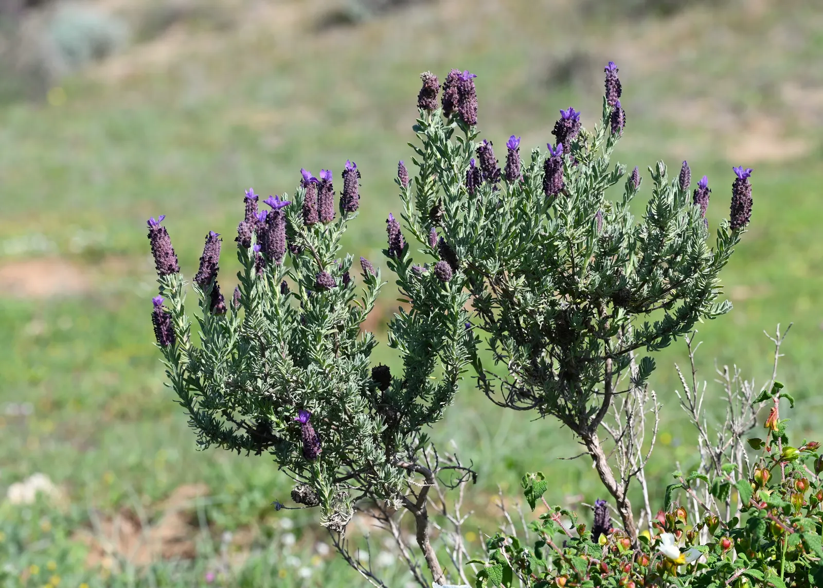 French Lavender (Lavandula Dentata) — The flowers stand roughly 8 to 12 inches above the foliage; ideal for borders and aromatic gardens, it, image 83