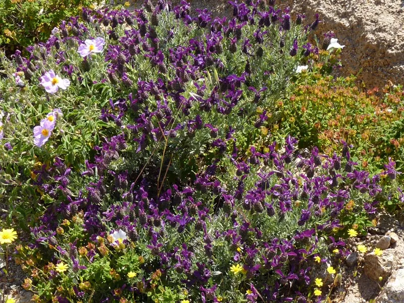 French Lavender (Lavandula Dentata) — Thrives in full sun and well-drained soil; drought-tolerant once established; serrated foliage and showy, image 119