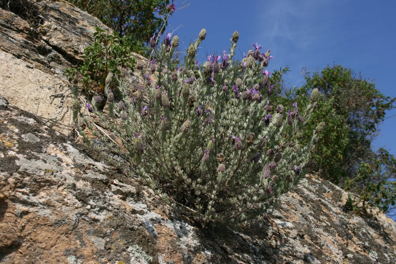 French Lavender (Lavandula Dentata) — lavender flowers in the garden; space plants 12-18 inches apart for optimal growth and air circulation, image 90