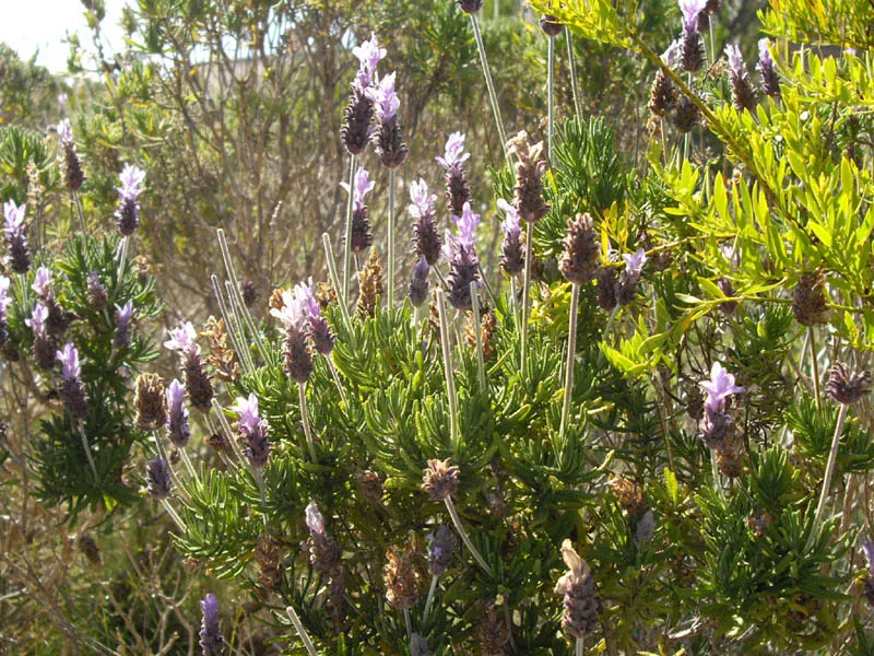 French Lavender (Lavandula Dentata) — well-draining soil is essential