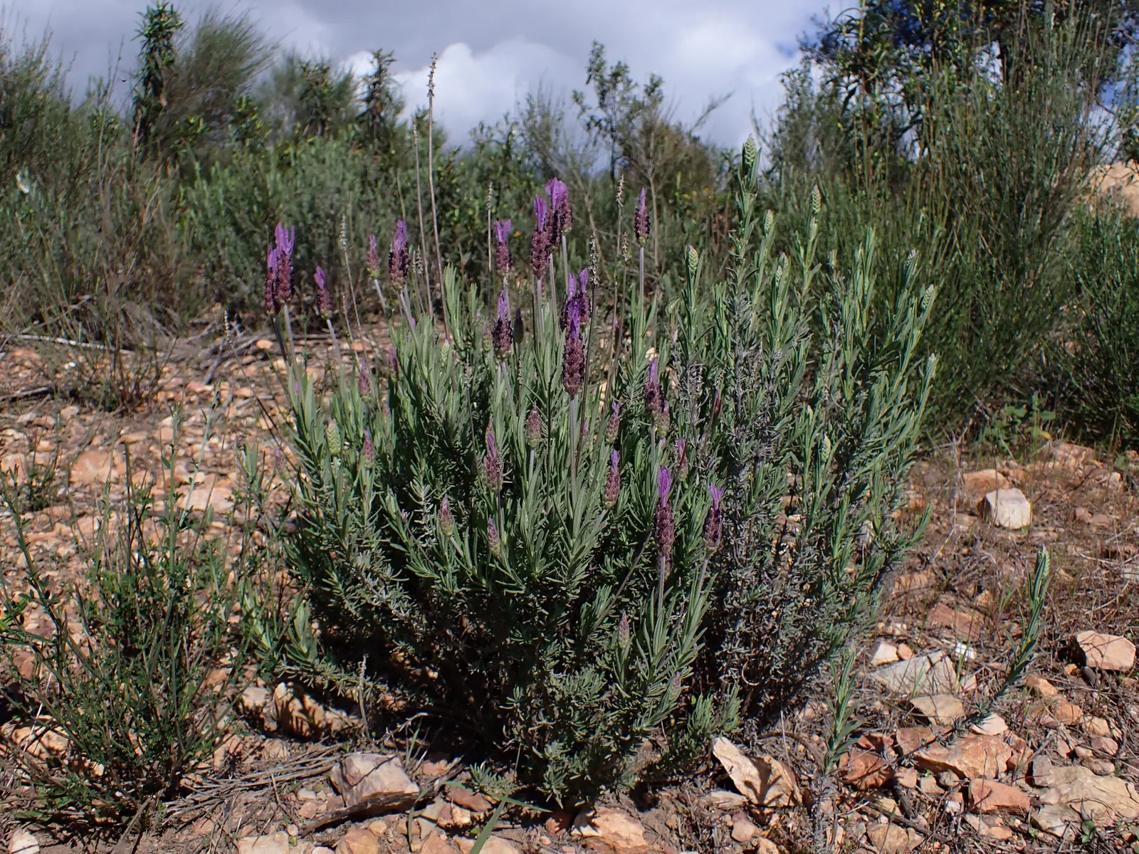 French Lavender (Lavandula Dentata) — Pruning in the early spring can encourage bushier growth and enhance blooming; slightly camphoraceous scent, image 88