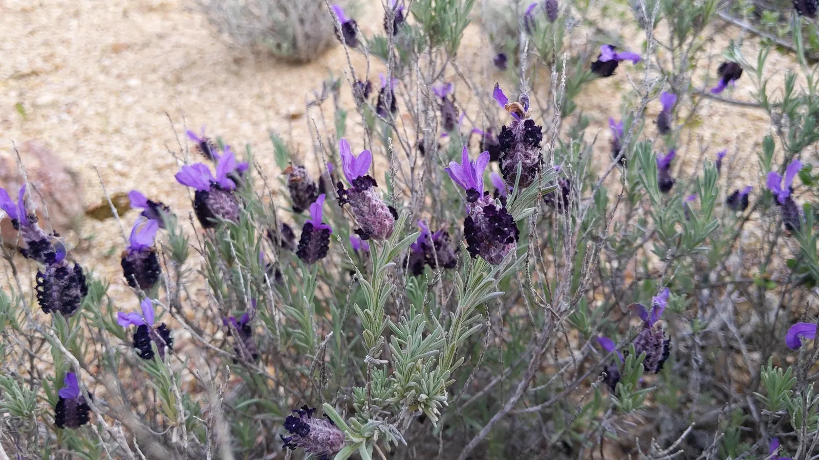 French Lavender (Lavandula Dentata) — Space plants 12-18 inches apart for optimal growth and air circulation; while also deterring deer and, image 98