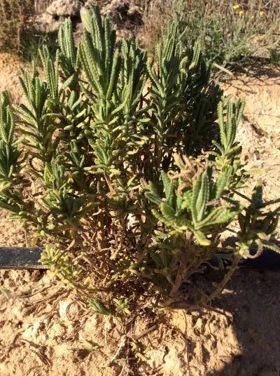 French Lavender (Lavandula Dentata) — Blooms from late spring to early fall, attracting bees and butterflies; this lavender species thrives in USDA zones 8