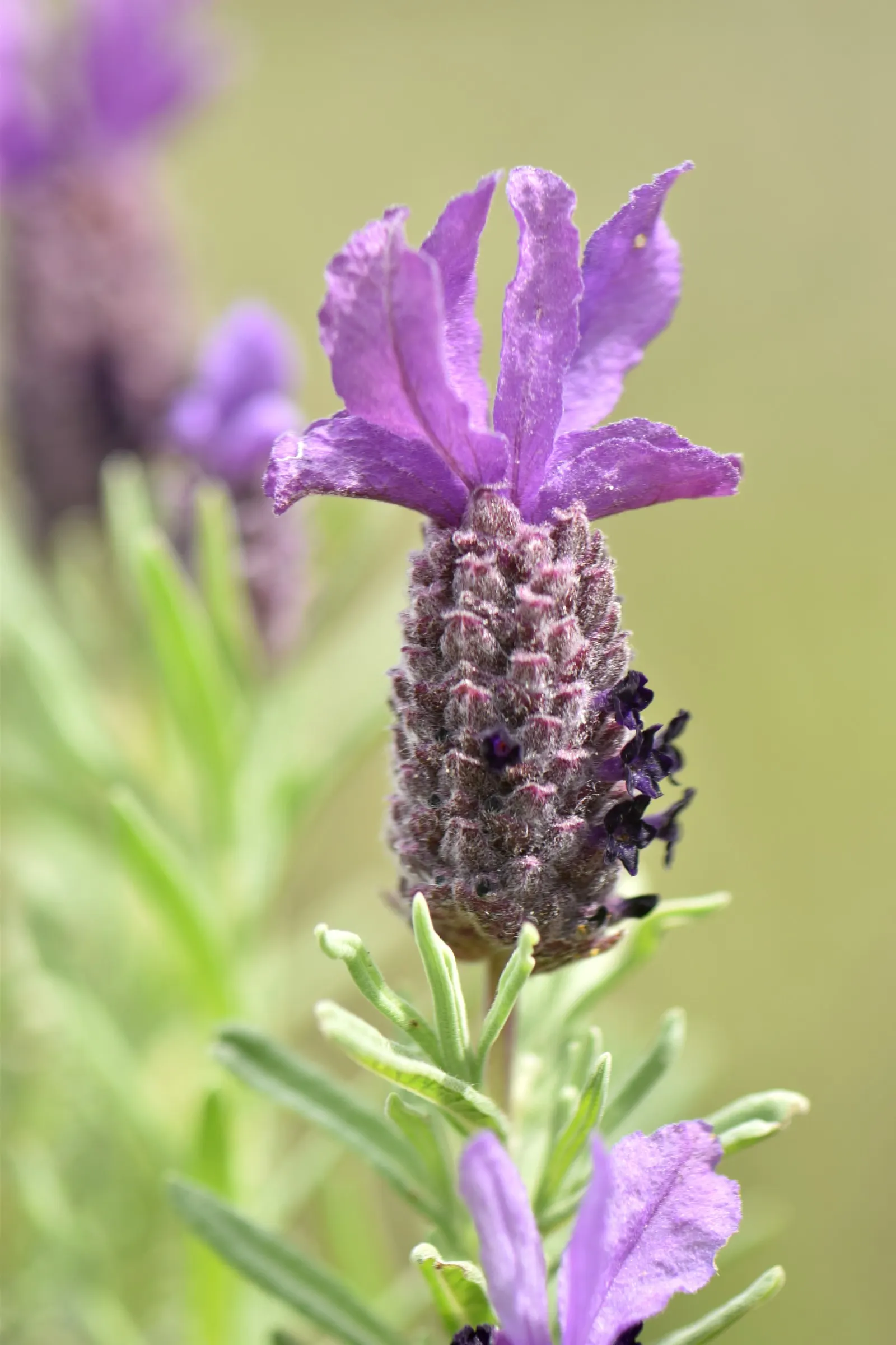 French Lavender (Lavandula Dentata) — Ideal for borders and aromatic gardens, it reaches 24-36 inches in height with a similar spread; and a, image 118