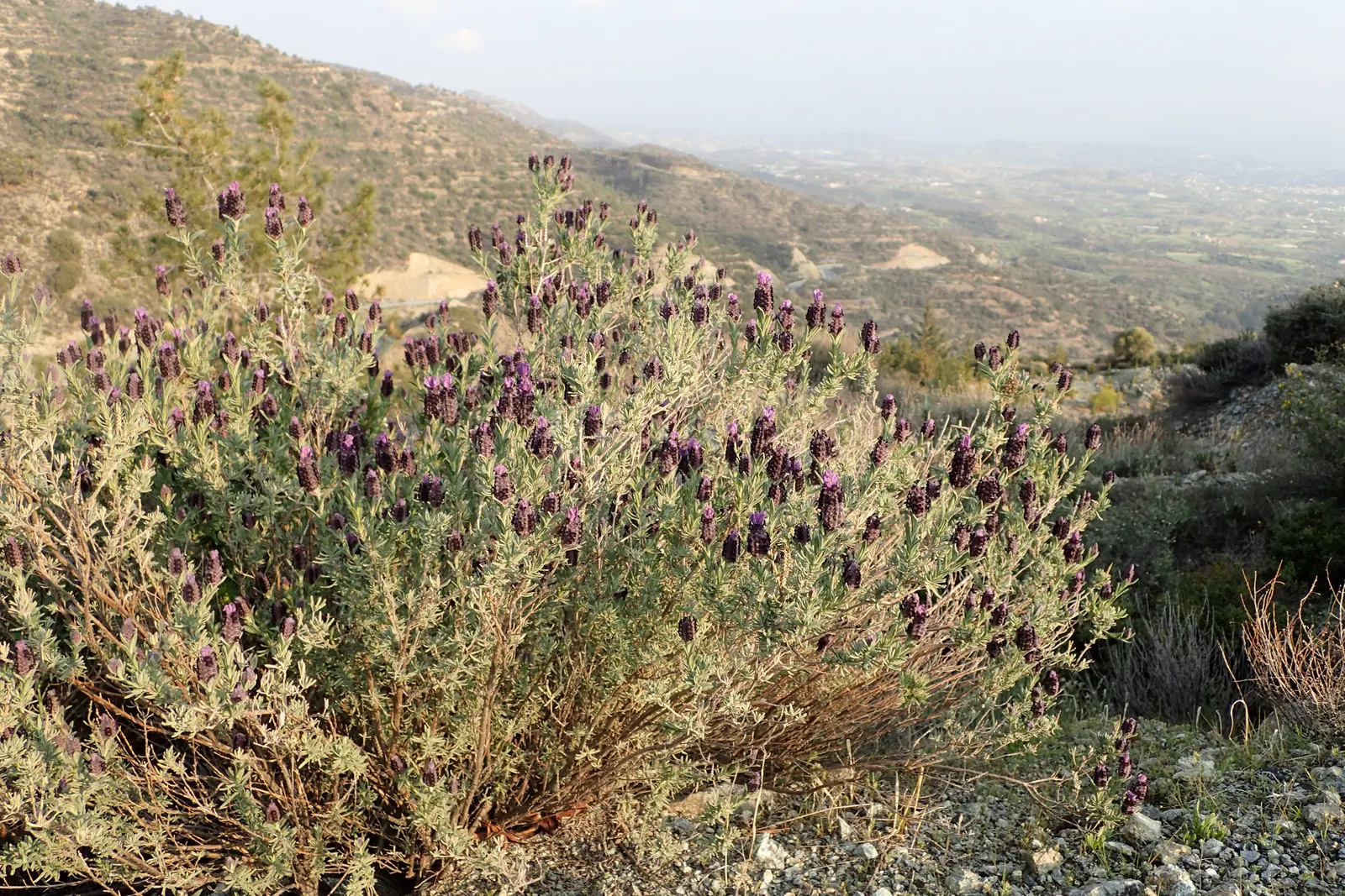 French Lavender (Lavandula Dentata) — Pruning in the early spring can encourage bushier growth and enhance blooming; slightly camphoraceous scent, image 111
