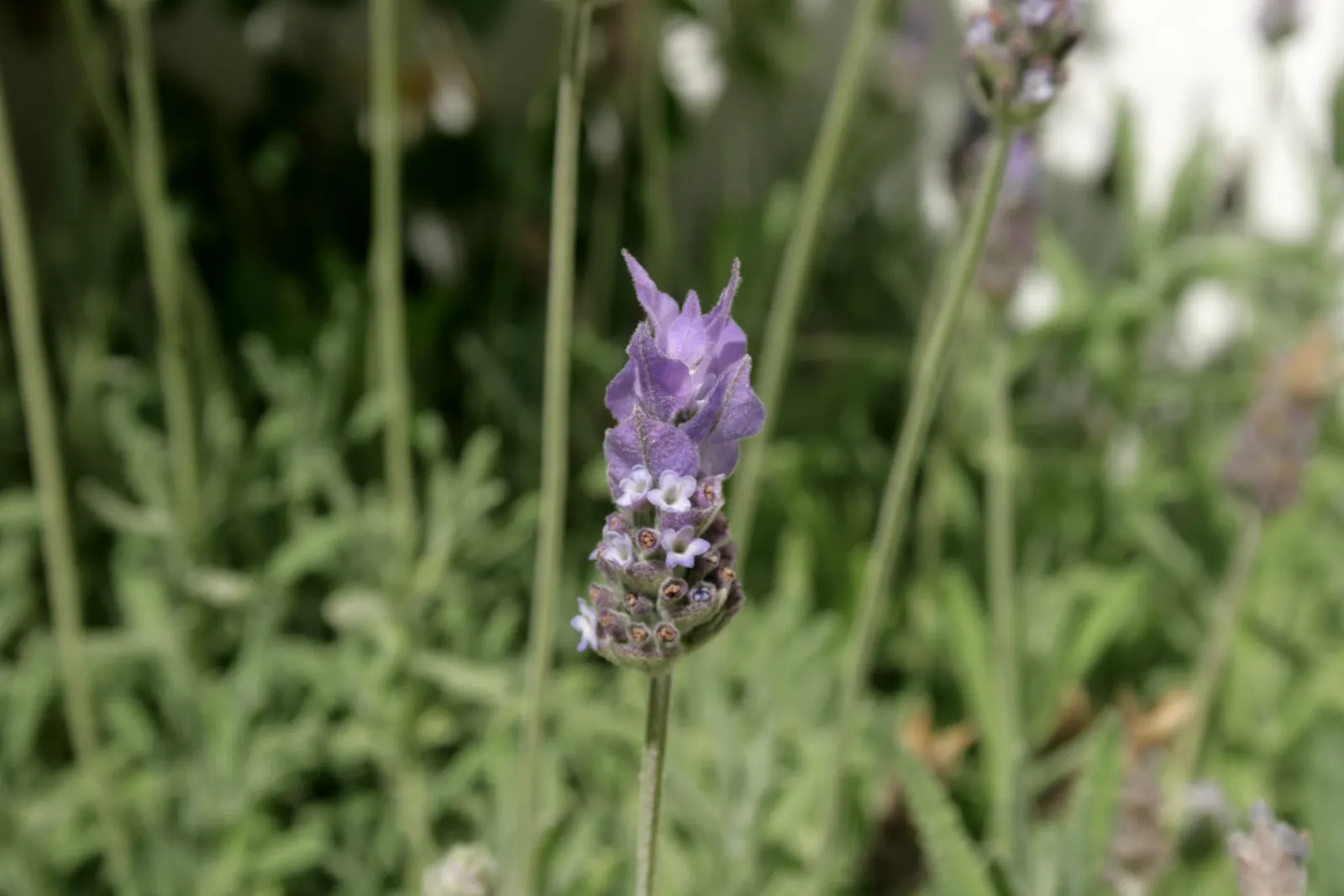 French Lavender (Lavandula Dentata) — Resistant to drought once established; is a highly aromatic perennial shrub perfect for adding a touch of the