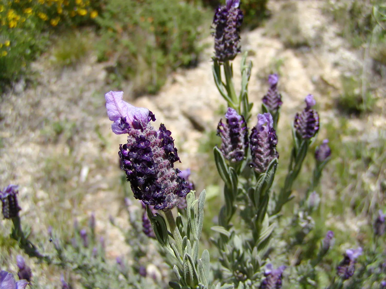 French Lavender (Lavandula Dentata) — serrated foliage and showy; making it an ideal choice for borders, image 94