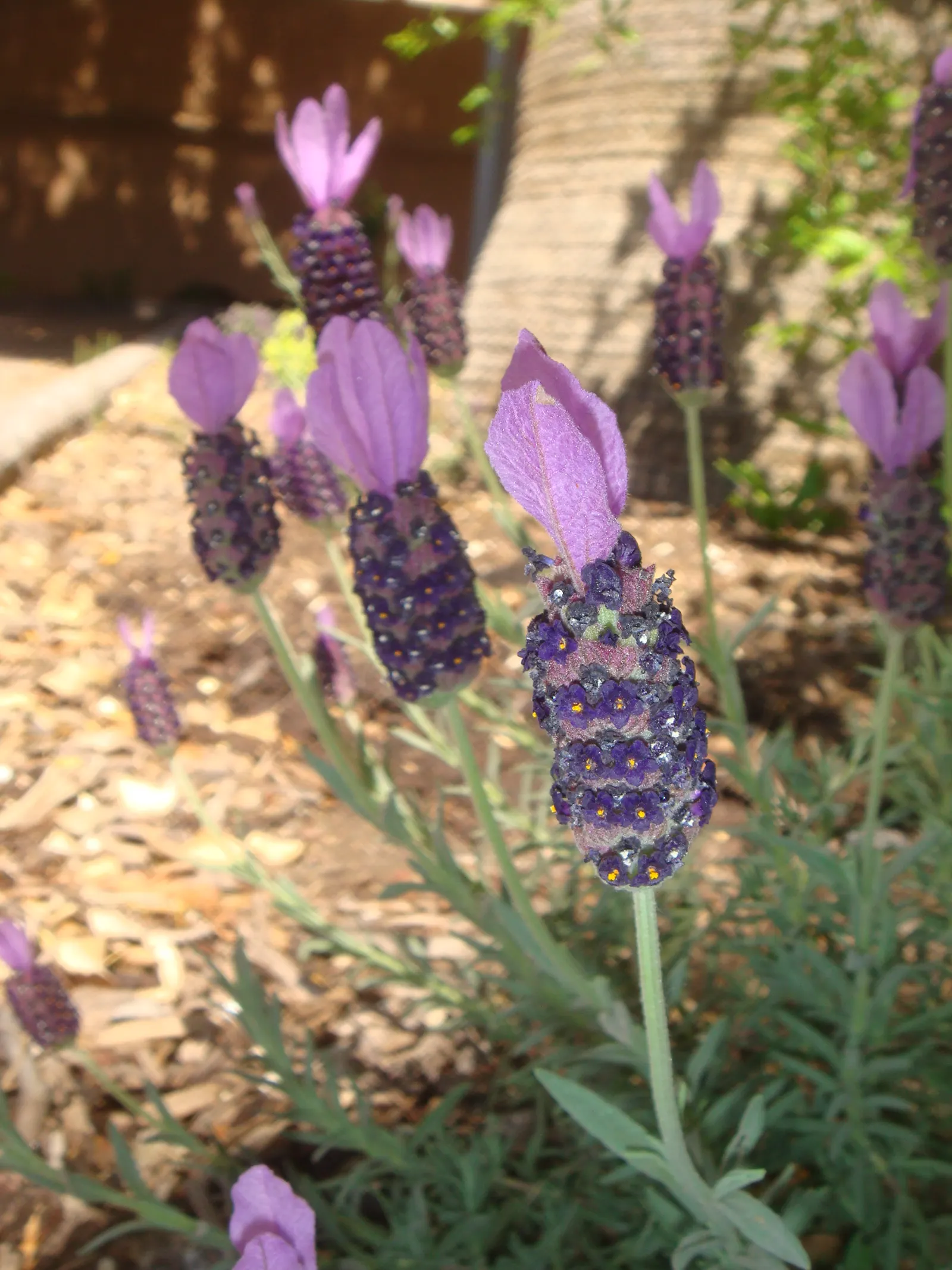 French Lavender (Lavandula Dentata) — this lavender species thrives in USDA zones 8 through 9 and favors full sun exposure; the flowers stand, image 124