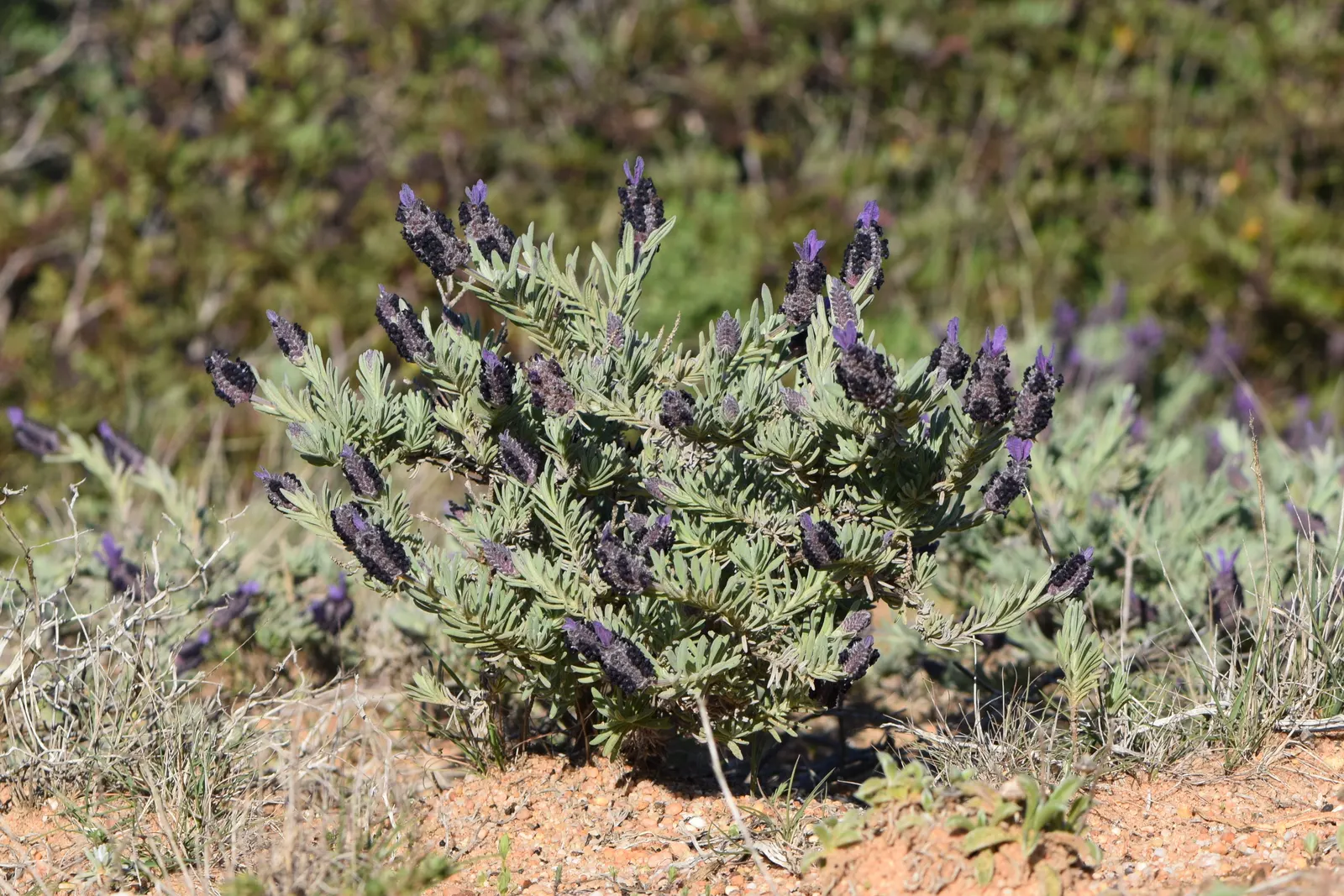 French Lavender (Lavandula Dentata) — making it an ideal choice for borders; blooms from late spring to early fall, attracting bees and butterflies, image 80