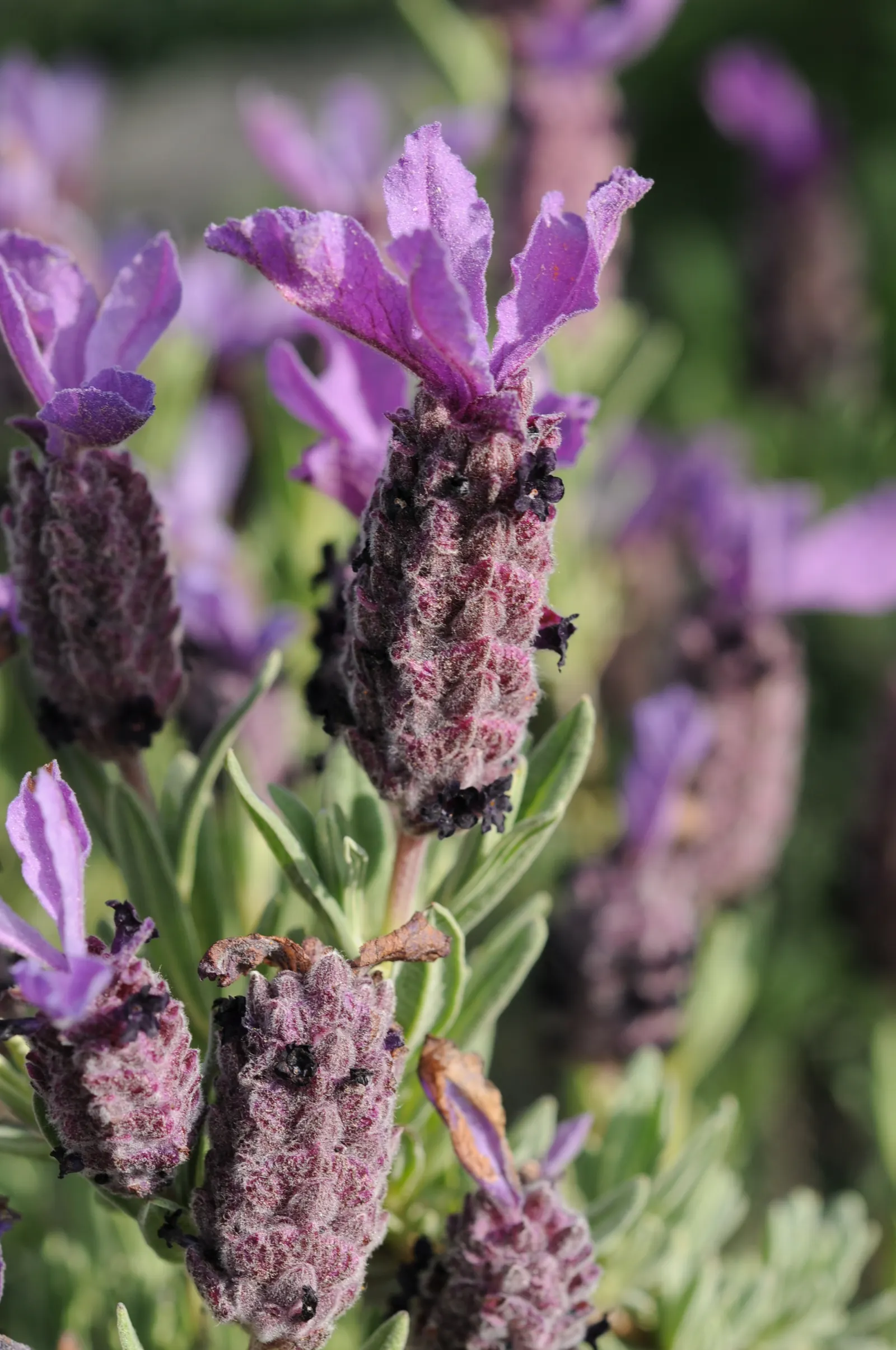 French Lavender (Lavandula Dentata) — Space plants 12-18 inches apart for optimal growth and air circulation; while also deterring deer and, image 121