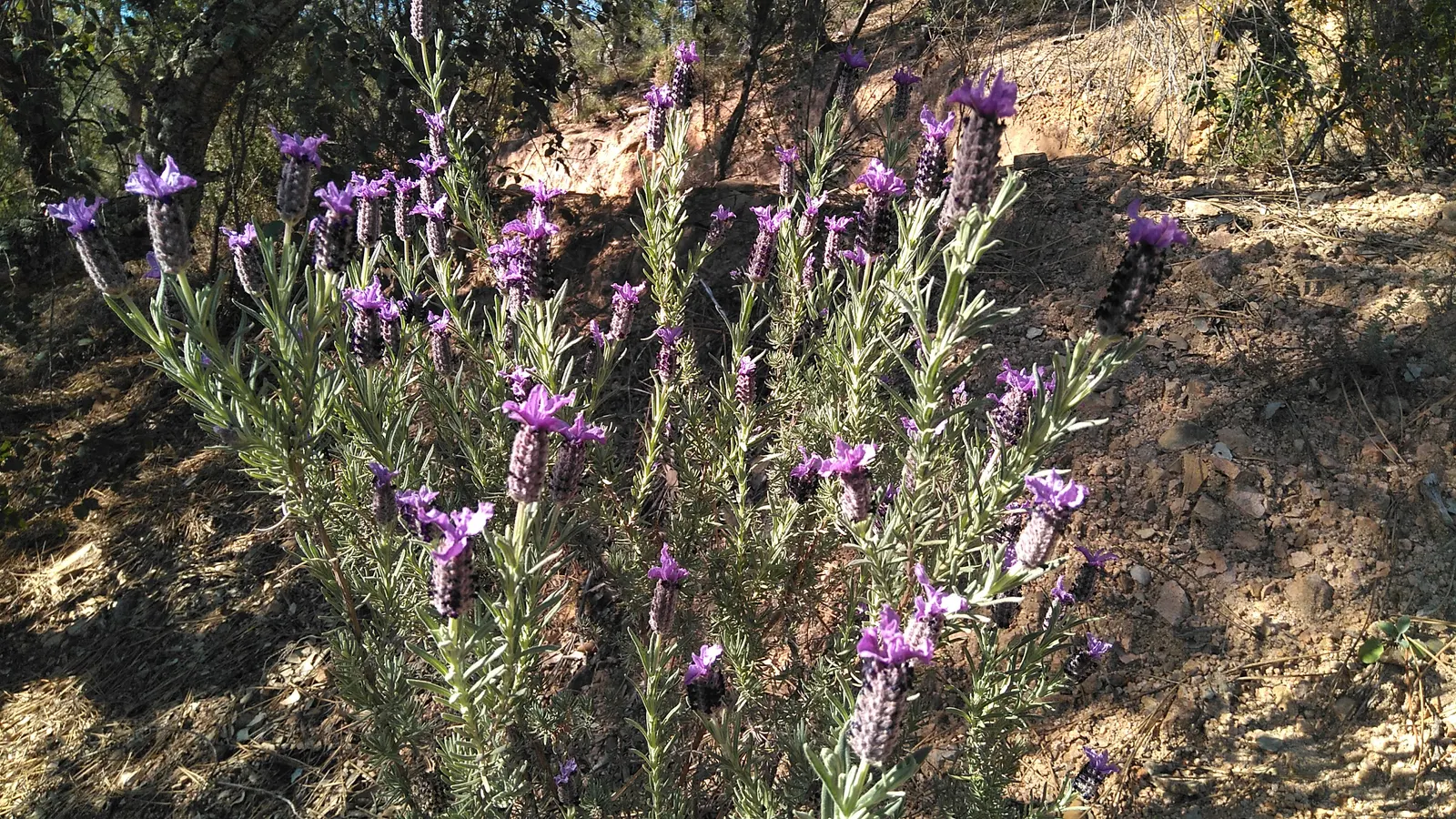 French Lavender (Lavandula Dentata) — herb / perennial with lavender blooms; which provide a unique texture contrast in garden compositions, image 91