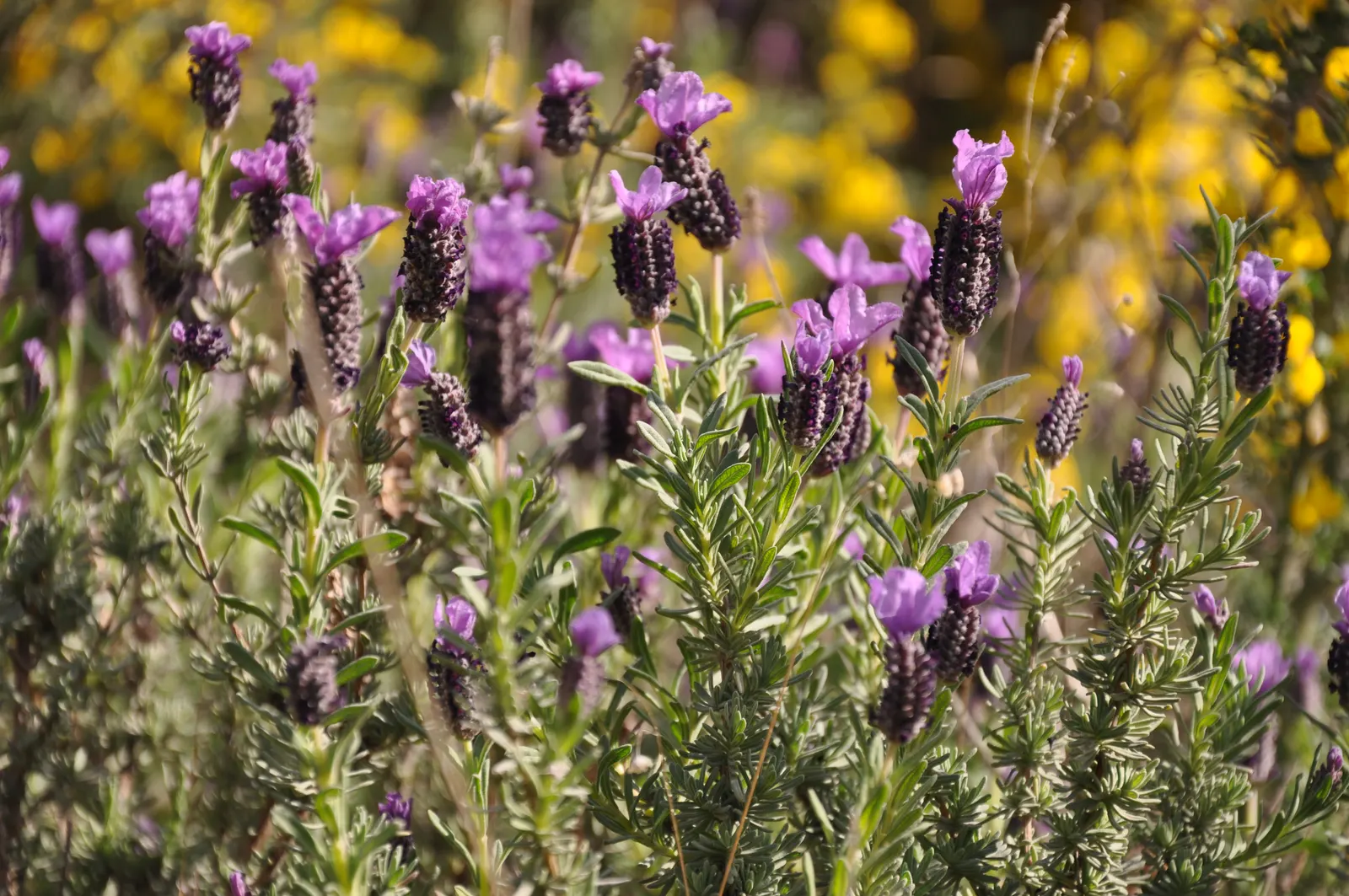 French Lavender (Lavandula Dentata) — while also deterring deer and rabbits.<br><br>For optimal growth; well-draining soil is essential, image 108