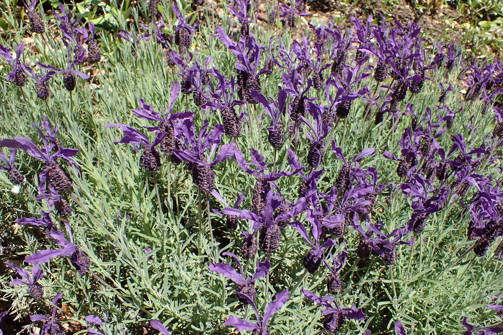 French Lavender (Lavandula Dentata) — well-draining soil is essential; french Lavender (Lavandula dentata) is a fragrant perennial prized for its, image 109