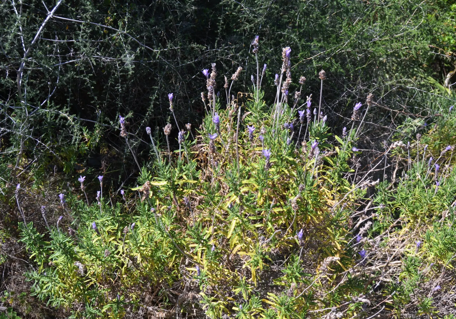 French Lavender (Lavandula Dentata) — serrated foliage and showy; making it an ideal choice for borders