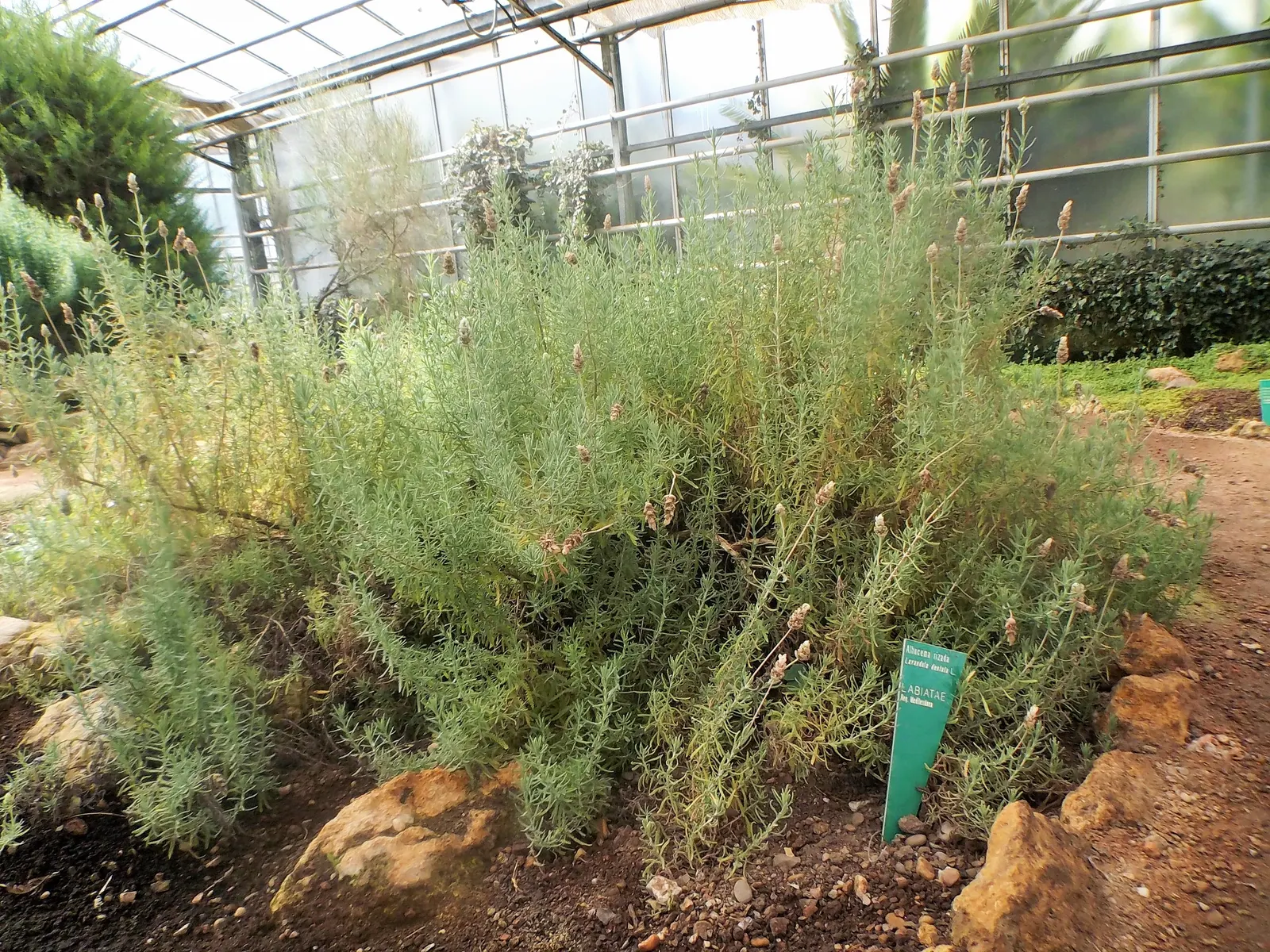French Lavender (Lavandula Dentata) — making it an ideal choice for borders; blooms from late spring to early fall, attracting bees and butterflies