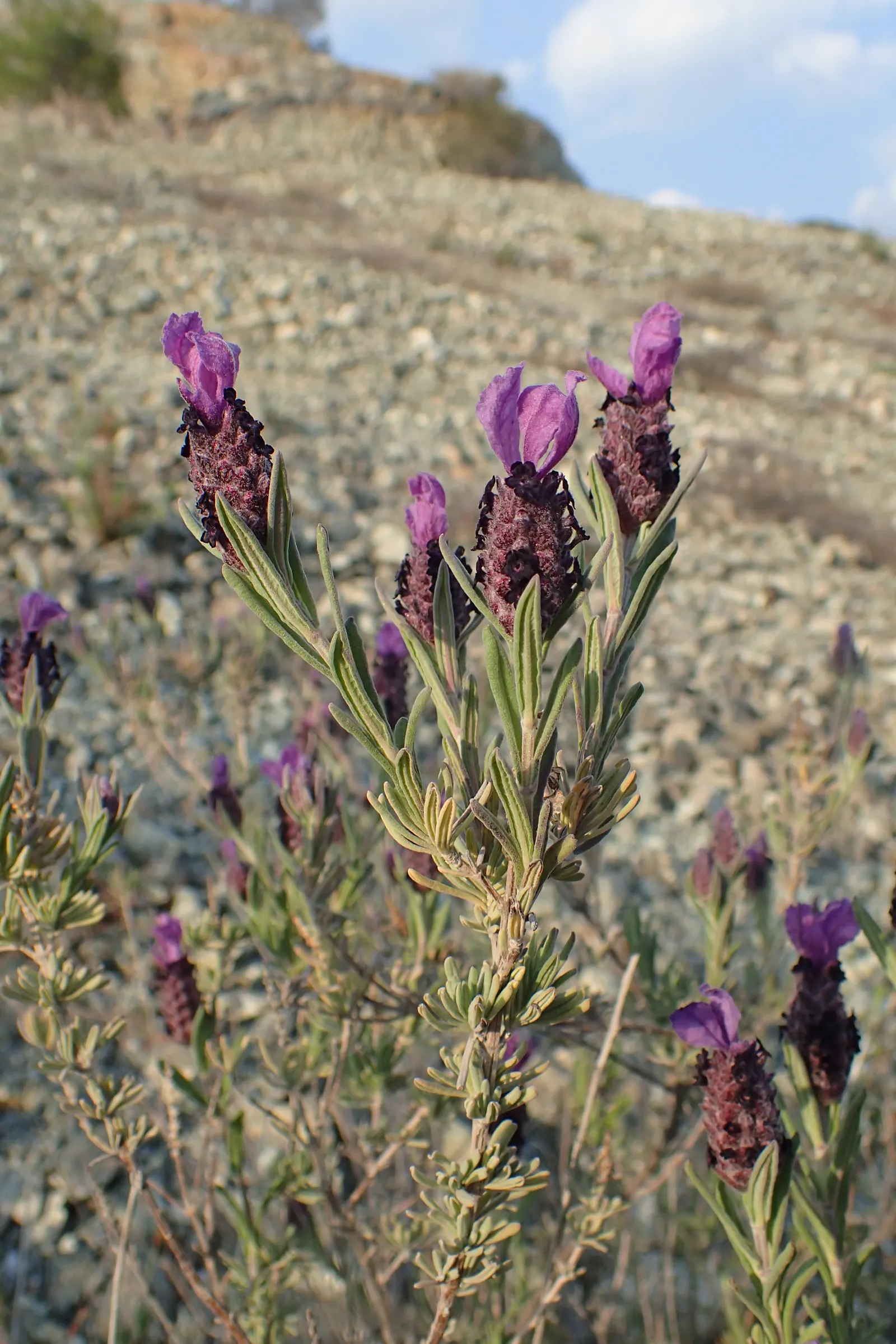 French Lavender (Lavandula Dentata) — this lavender species thrives in USDA zones 8 through 9 and favors full sun exposure; the flowers stand, image 78