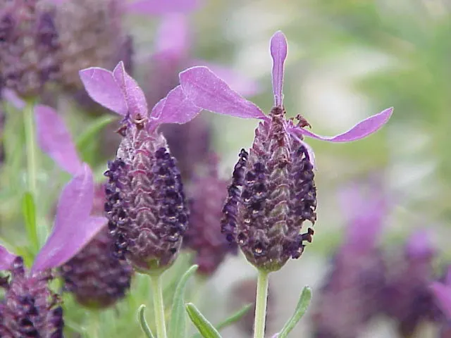 French Lavender (Lavandula Dentata) — providing lasting beauty with its evergreen foliage and season-long blooms; herb / perennial with lavender, image 112