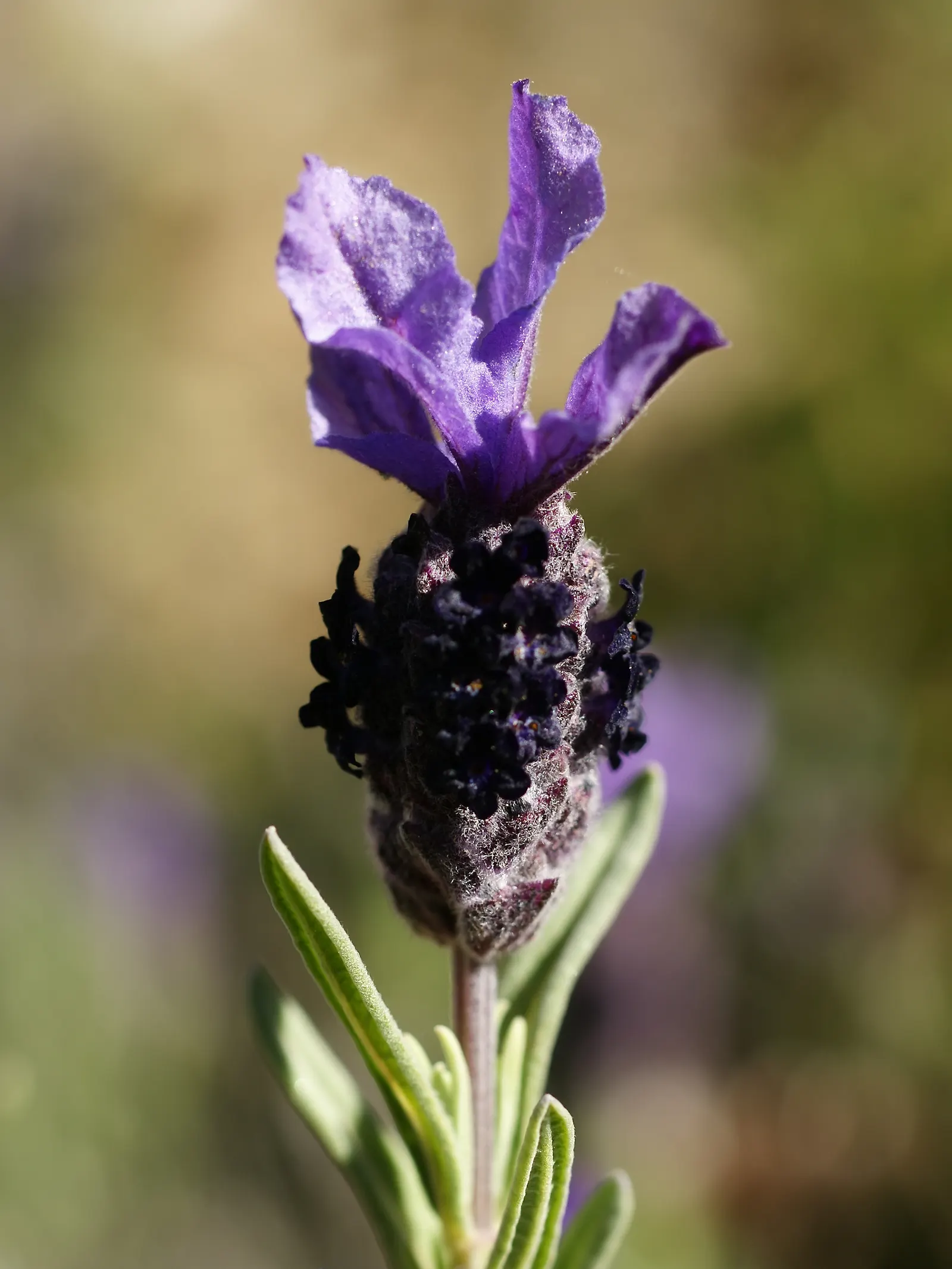 French Lavender (Lavandula Dentata) — is a highly aromatic perennial shrub perfect for adding a touch of the Mediterranean to any landscape; herb /, image 122