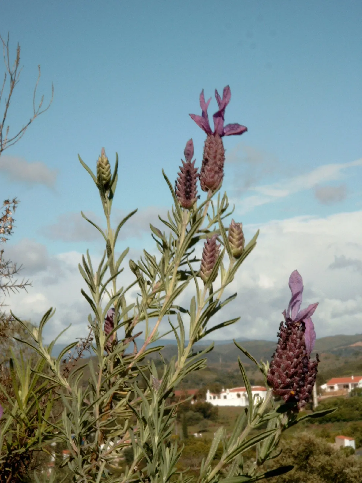 French Lavender (Lavandula Dentata) — serrated foliage and showy; making it an ideal choice for borders, image 117