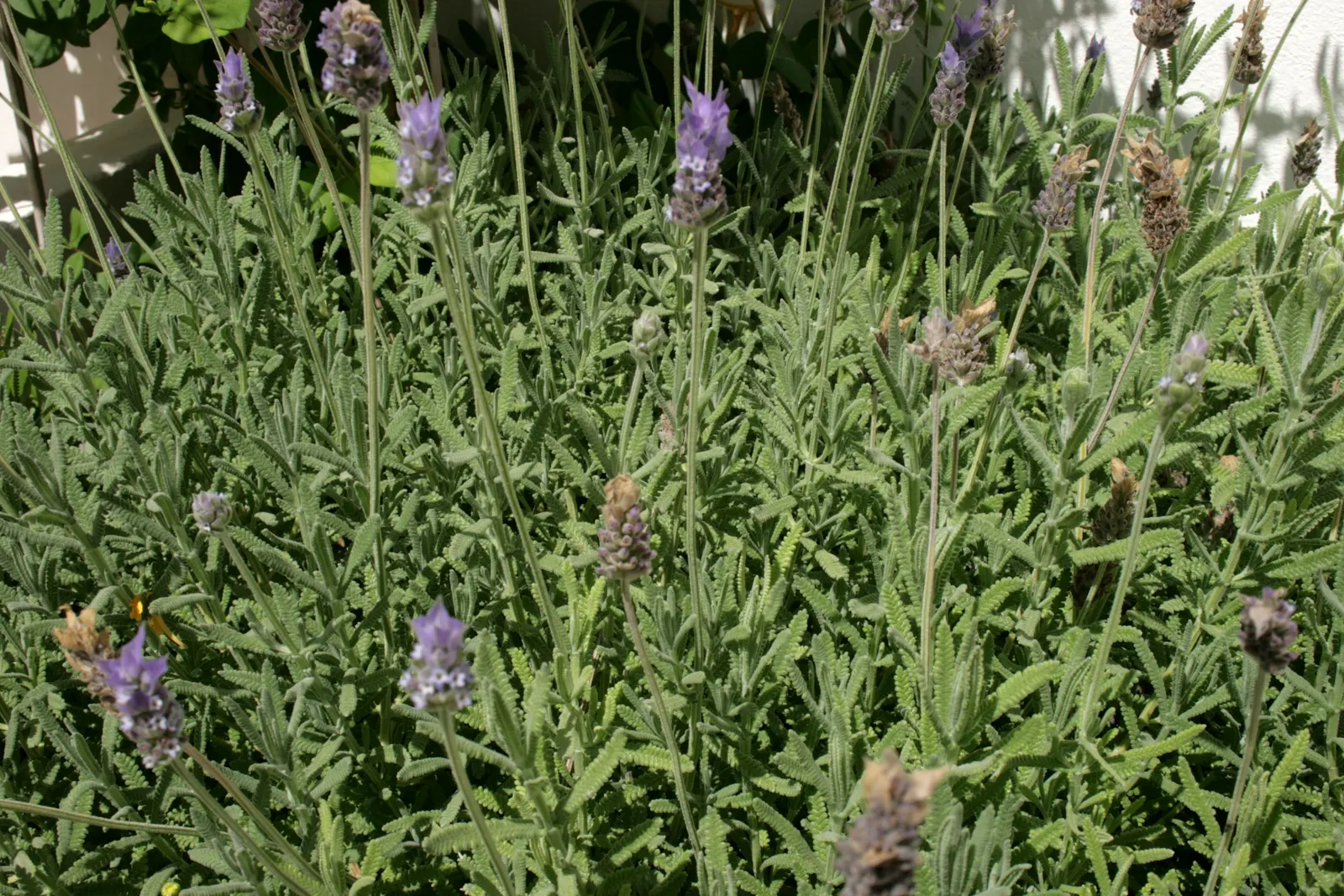 French Lavender (Lavandula Dentata) — is a highly aromatic perennial shrub perfect for adding a touch of the Mediterranean to any landscape; herb / perennial
