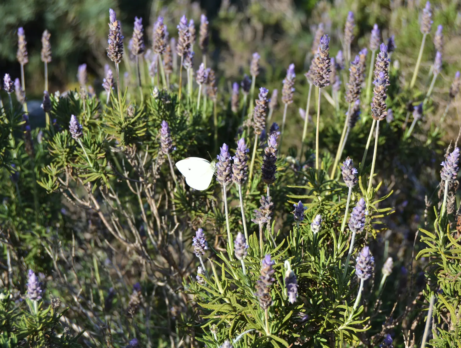 French Lavender (Lavandula Dentata) — French Lavender (Lavandula dentata) is a fragrant perennial prized for its gray-green; thrives in full sun and