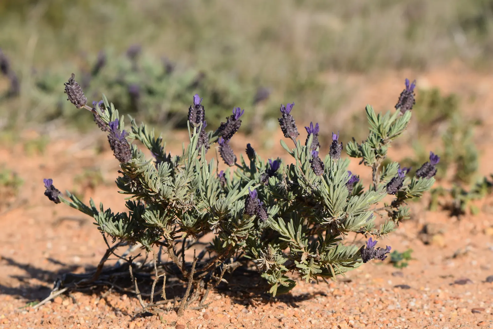 French Lavender (Lavandula Dentata) — or as a fragrant ground cover.<br><br>The plant's most distinguished feature is its deeply toothed, image 81