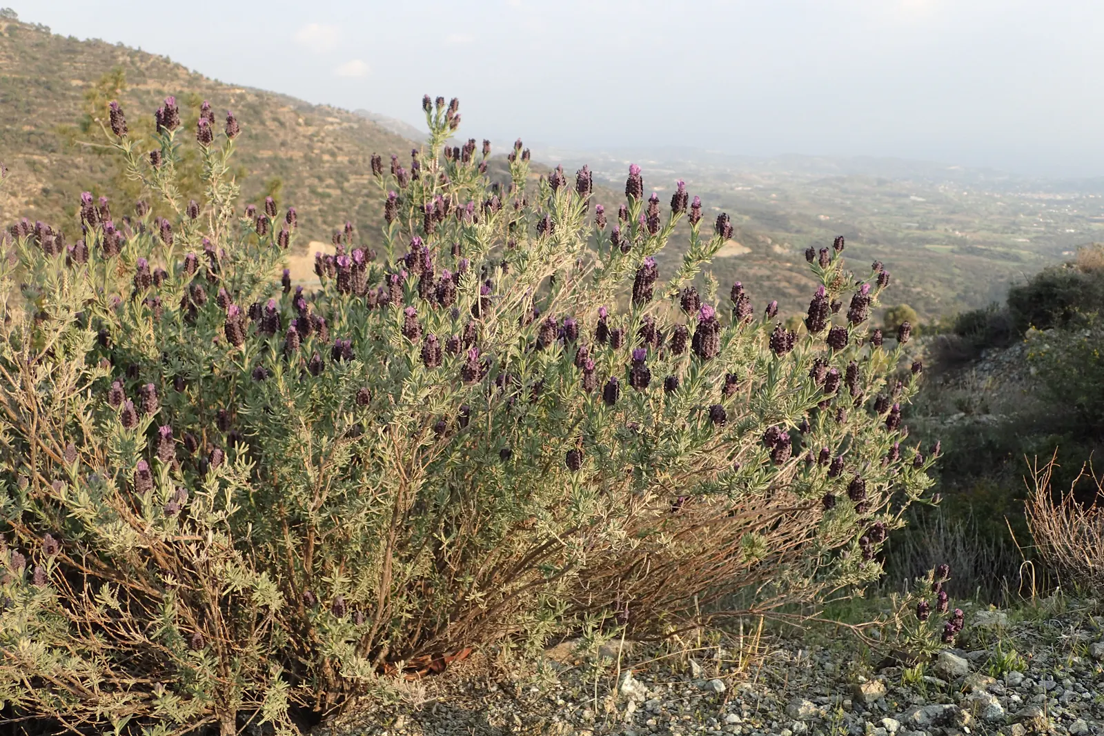 French Lavender (Lavandula Dentata) — slightly camphoraceous scent that attracts pollinators such as bees and butterflies; it typically reaches a, image 107