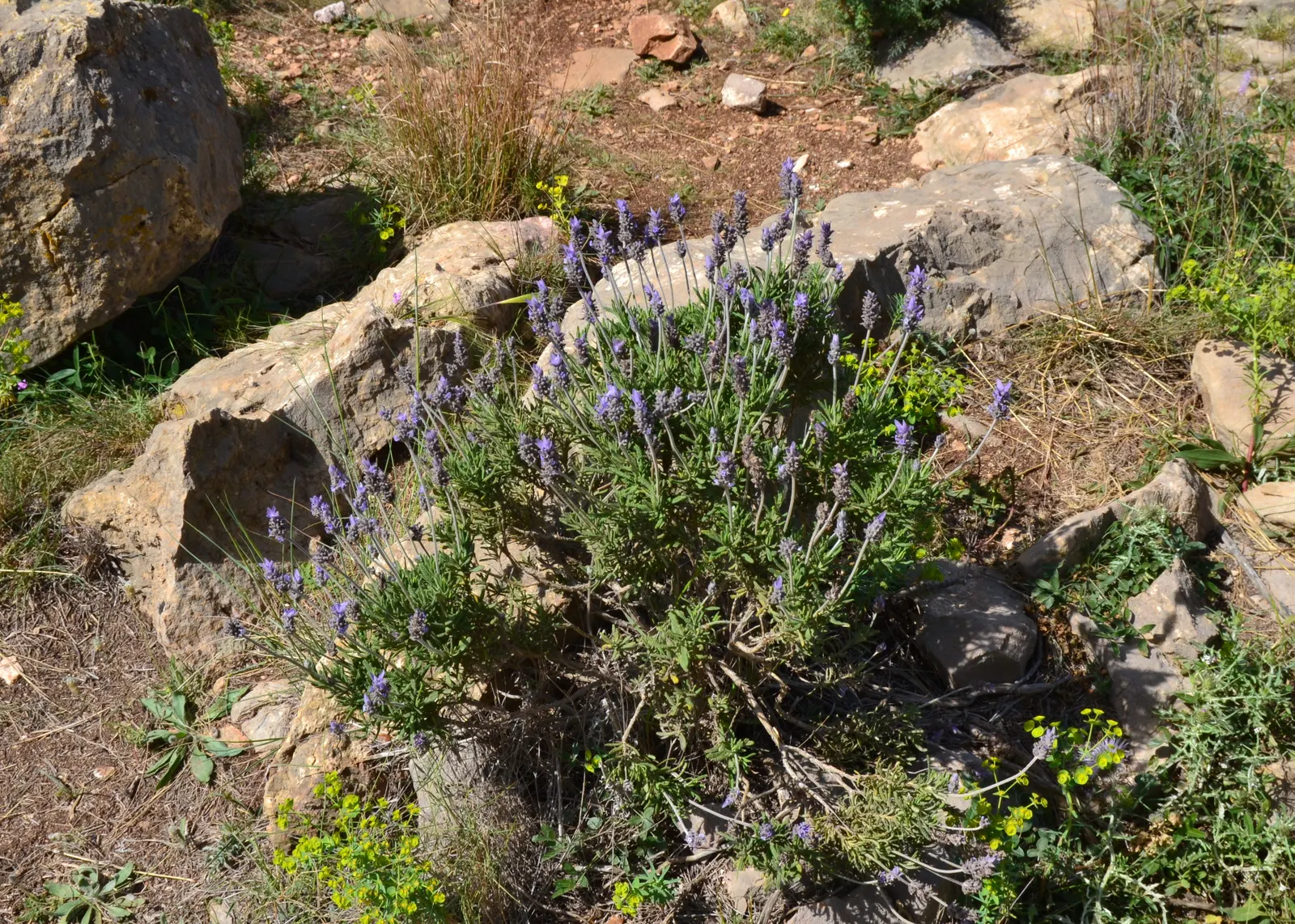French Lavender (Lavandula Dentata) — serrated foliage and showy
