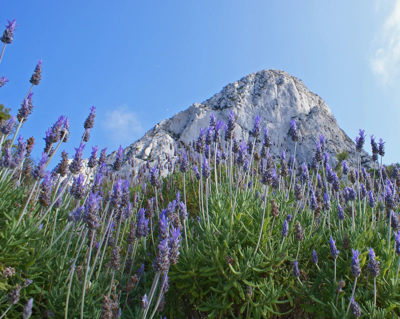 French Lavender (Lavandula Dentata) — Ideal for borders and aromatic gardens, it reaches 24-36 inches in height with a similar spread