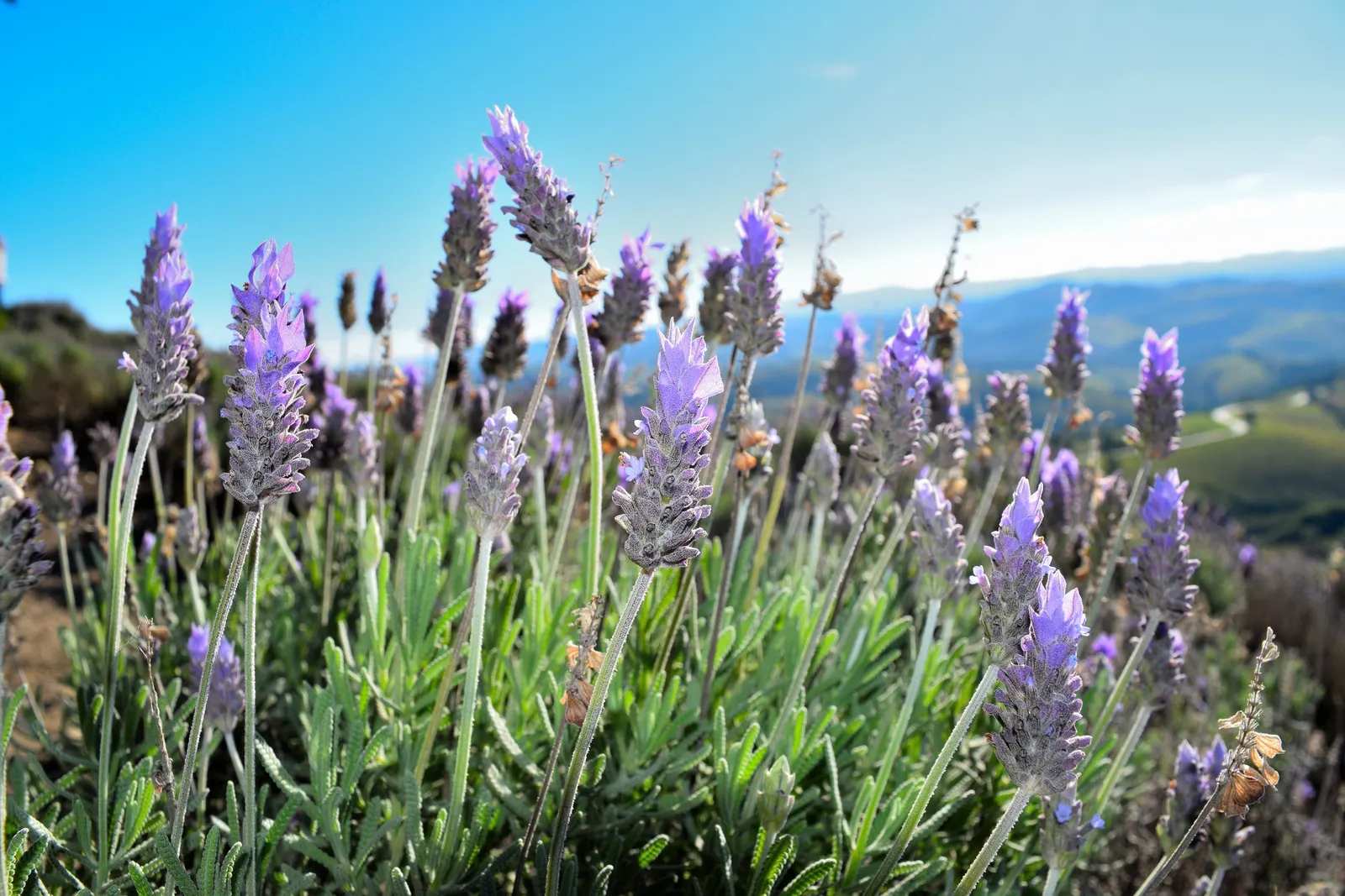 French Lavender (Lavandula Dentata) — providing lasting beauty with its evergreen foliage and season-long blooms