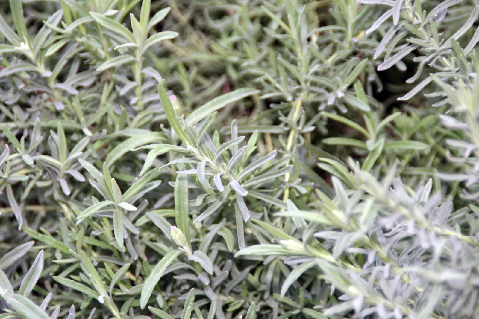 French Lavender (Lavandula Dentata) — herb / perennial for full or half; providing lasting beauty with its evergreen foliage and season-long blooms, image 115