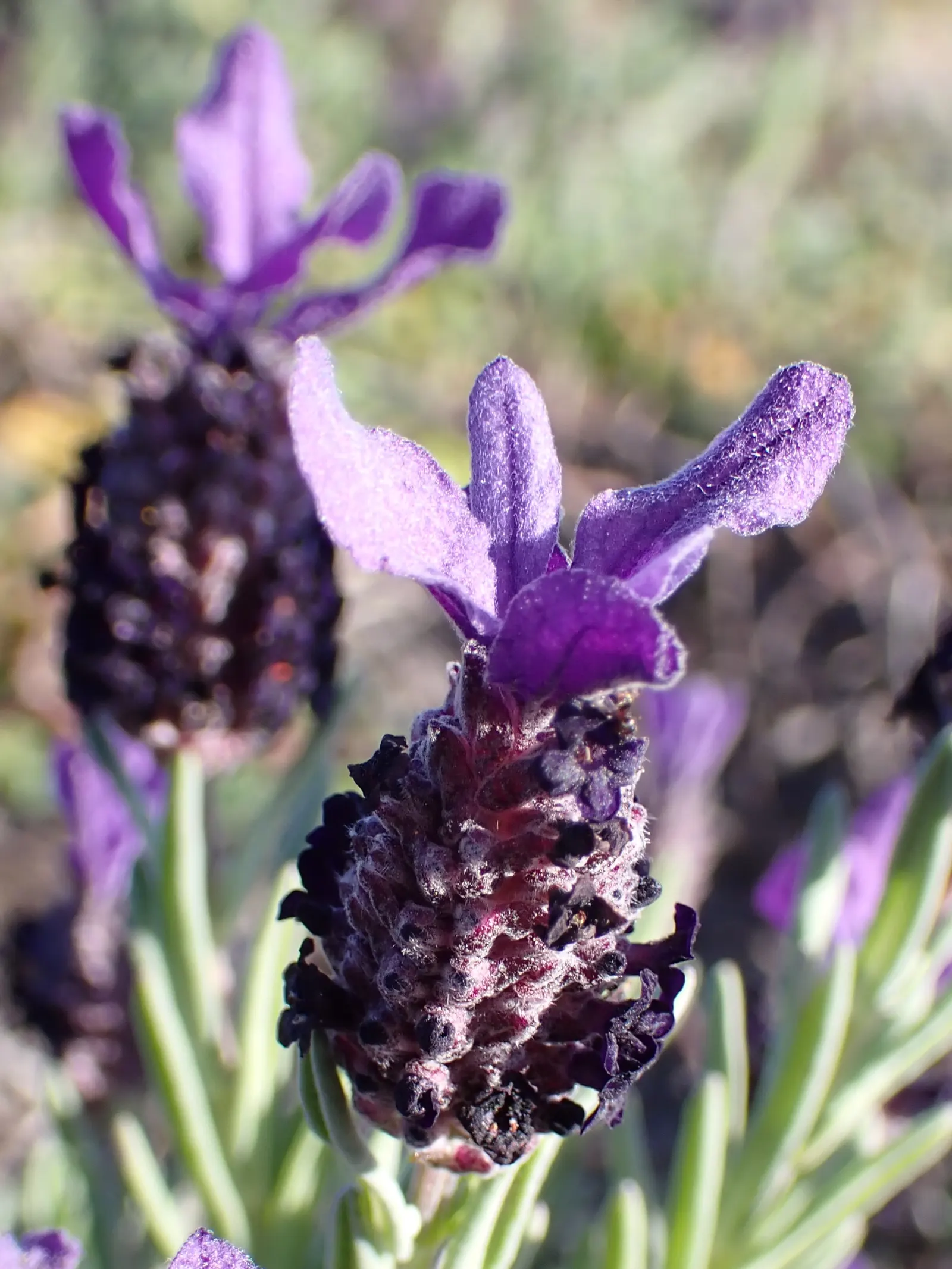 French Lavender (Lavandula Dentata) — and a spacing of 18 to 24 inches between plants is recommended to ensure ample air circulation; resistant to, image 87