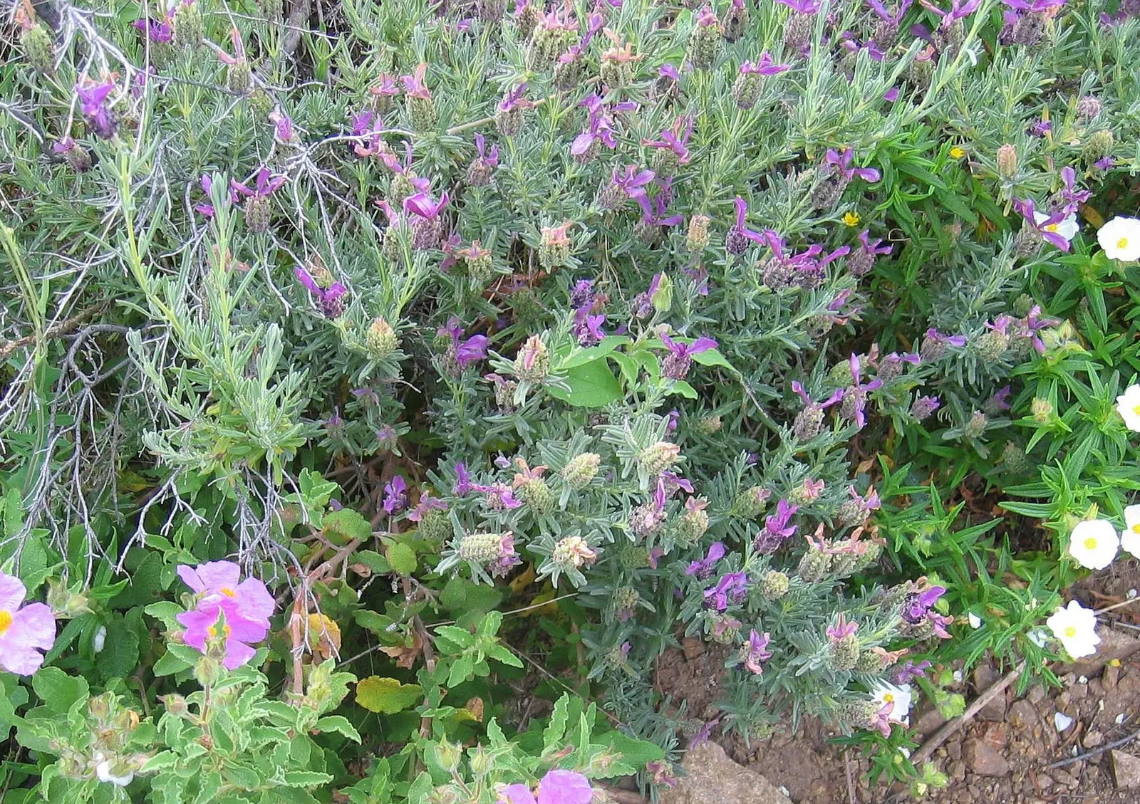 French Lavender (Lavandula Dentata) — The flowers stand roughly 8 to 12 inches above the foliage; ideal for borders and aromatic gardens, it, image 106