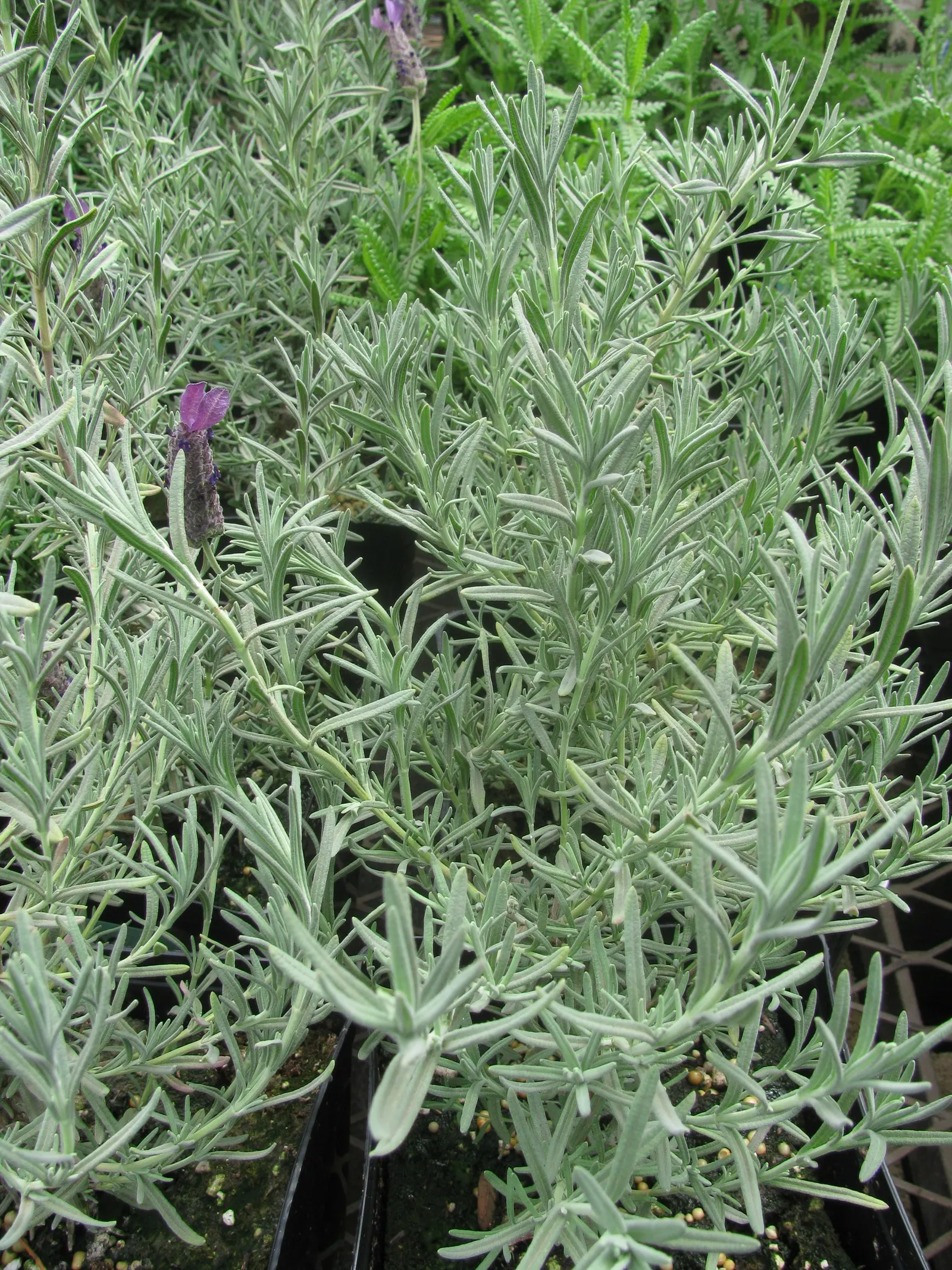 French Lavender (Lavandula Dentata) — this lavender species thrives in USDA zones 8 through 9 and favors full sun exposure; the flowers stand, image 55