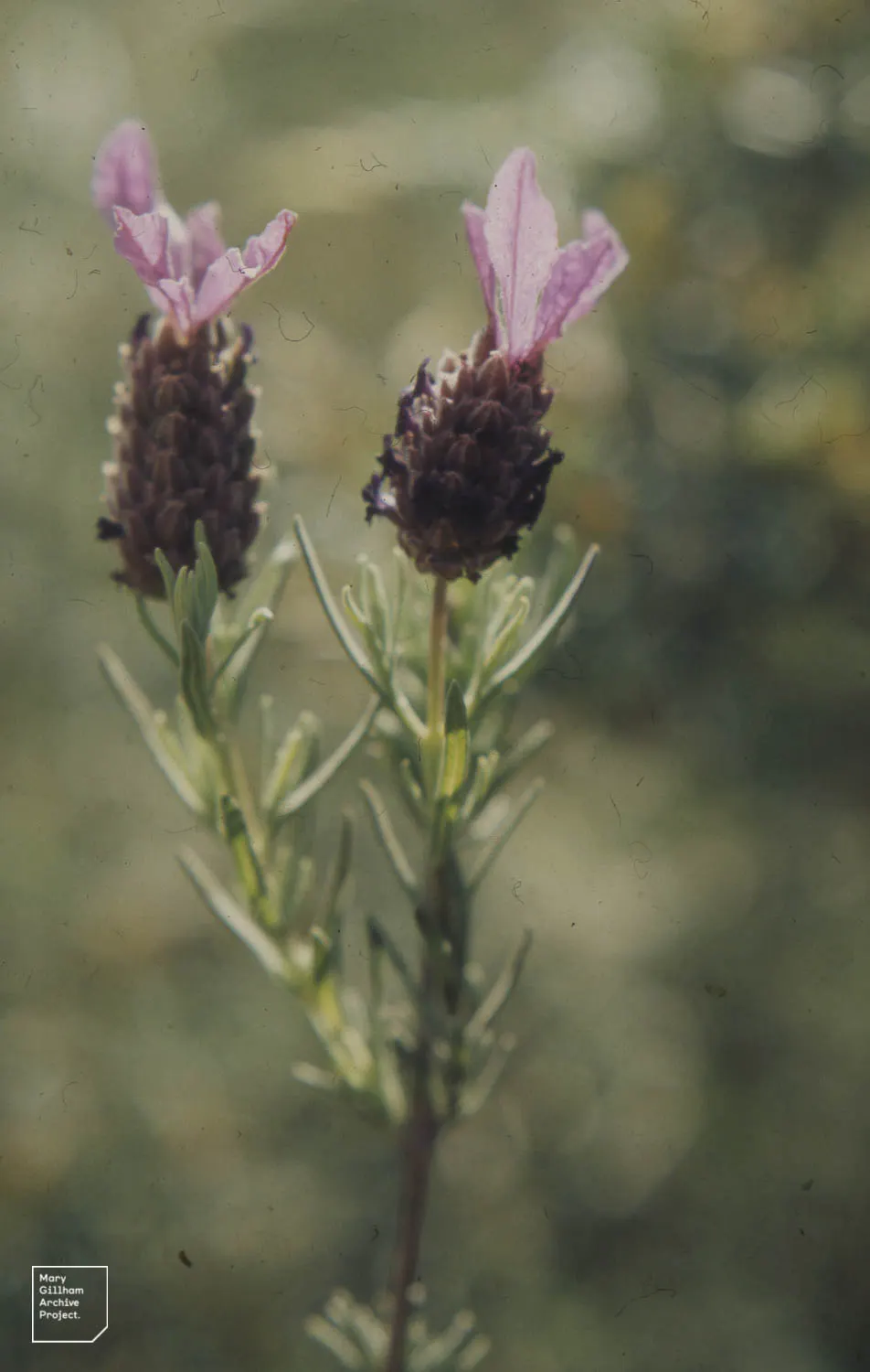 French Lavender (Lavandula Dentata) — Thrives in full sun and well-drained soil; drought-tolerant once established; serrated foliage and showy, image 50